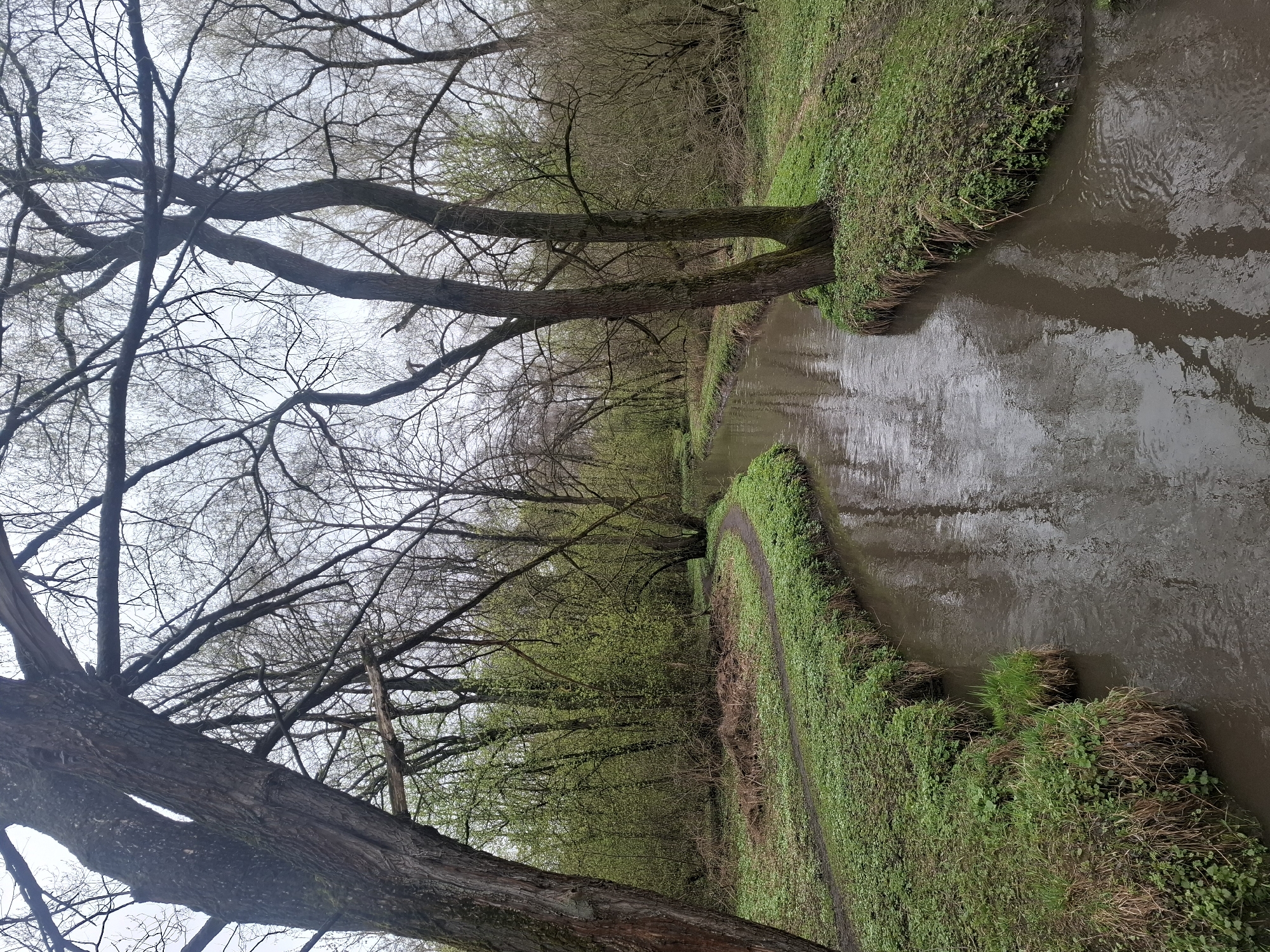This portrait-oriented photograph captures a serene natural landscape, likely taken in Moscow, Russia, depicting a winding river or stream. The scene is dominated by a narrow waterway, flowing from the background to the foreground on the right side of the frame. The water is murky and brown, showing ripples and reflections of the overcast sky and surrounding trees.
On the left, large, mature trees with thick, gnarled trunks and extensive bare branches stretch across the frame, reaching towards the center. Many branches are still barren, but some show the first signs of spring with tiny, light green buds and emerging leaves. The sky, visible through the intricate network of branches, is bright and uniformly overcast, suggesting a soft, diffused light without direct sunlight.
Adjacent to the river on the right bank, a clear dirt path winds its way alongside the water, disappearing into the distance. This bank is covered in vibrant green grass, interspersed with patches of dry, brown vegetation, especially closer to the water's edge. Further into the background, more trees line the riverbanks, some displaying more developed green foliage, adding depth to the scene.
No people or artificial structures are visible, contributing to a tranquil and natural ambiance. The presence of both bare branches and nascent green leaves indicates that the photograph was taken during early spring. The overall mood conveyed is one of calmness and peacefulness. No text is visible in the image.