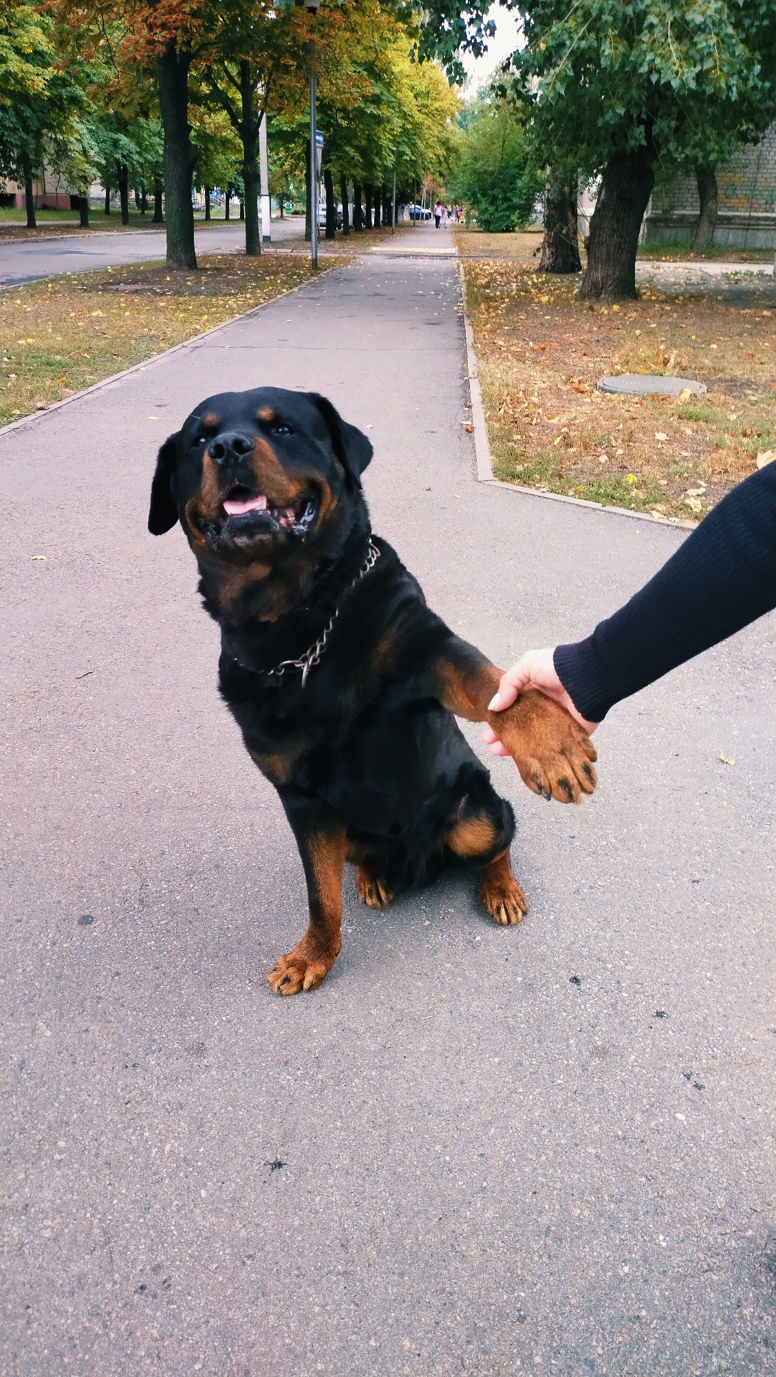 A Rottweiler dog sits on a paved pathway in what appears to be a city park or residential area, based on the trees lining the path and a building in the background. The dog is offering its paw to a person whose hand, clad in a black long-sleeved garment, is reaching out to shake it. The ground is asphalt, with fallen leaves scattered around, suggesting it is autumn. The dog's mouth is open and it appears to be panting or smiling. The background shows a street with trees and a few indistinct figures walking in the distance. The image is likely taken in Horishni Plavni, Ukraine, given the context provided.