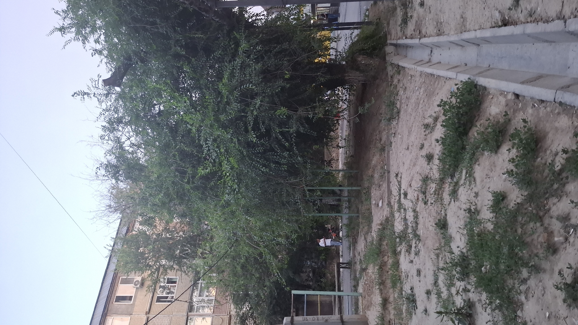 The image depicts an outdoor scene in the city of Shymkent, Kazakhstan, likely in a residential courtyard. A multi-story building with beige siding and visible windows is partially obscured by a large, leafy tree in the foreground. The tree has a thick trunk and dense foliage, with some bare branches visible at the top. In the mid-ground, a person wearing a white shirt and dark pants is standing near a red and black object, possibly a bicycle or a stroller, next to a metal bench. There is a playground-like structure with green metal bars and a yellow and black sign to the left of the person. The ground is covered in dry soil and sparse green vegetation. To the right, a concrete drainage channel runs along the edge of the scene. The sky is a pale blue with a faint haze. The overall impression is of a somewhat unkempt urban space.