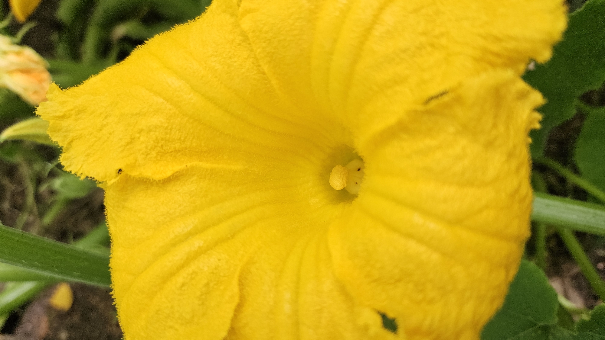 A close-up, eye-level, vertical, outdoor photograph captures the center of a bright yellow pumpkin flower. The petals are velvety and slightly curled, with a fringed edge. The pistil is visible in the center, appearing as a small, rounded structure. The background is blurred, showing green foliage and hints of other yellow flowers, suggesting a garden setting. The image lacks specific details that would allow for localization to Kākciems, Latvia.