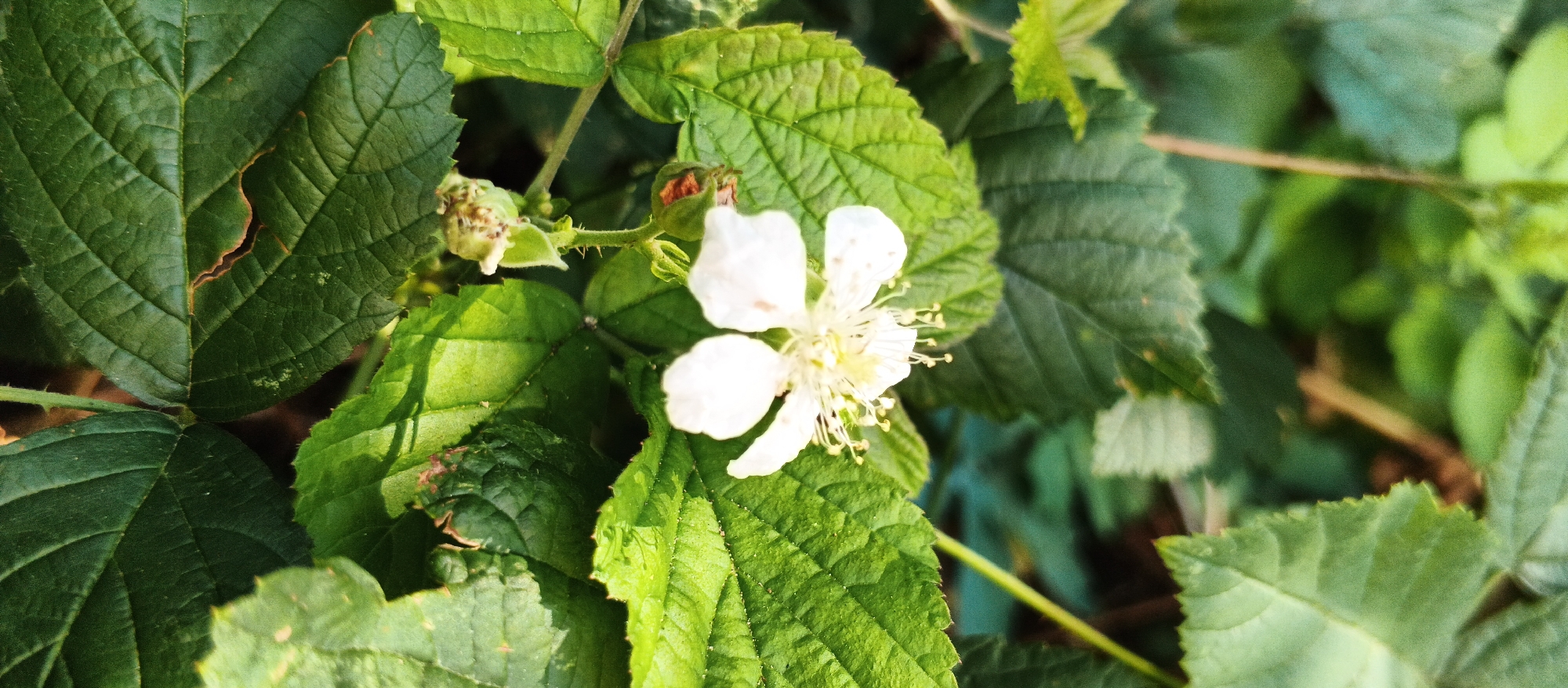 This is a close-up, eye-level shot of a single white raspberry flower and several green leaves. The flower is in focus and located slightly to the left of center. It has five delicate white petals and a yellow center with visible stamens. Surrounding the flower are several large, textured green leaves, some with slightly serrated edges. There are also a couple of small, developing green fruits visible near the flower. The background is a blur of green foliage and some brown twigs, suggesting a natural, outdoor setting. The lighting suggests it is daytime, with sunlight filtering through the leaves, creating some dappled shadows. The scene appears to be located in a garden or a wild area with raspberry bushes. The image provides no information about the city of Berehove, Ukraine, or any people or specific actions.