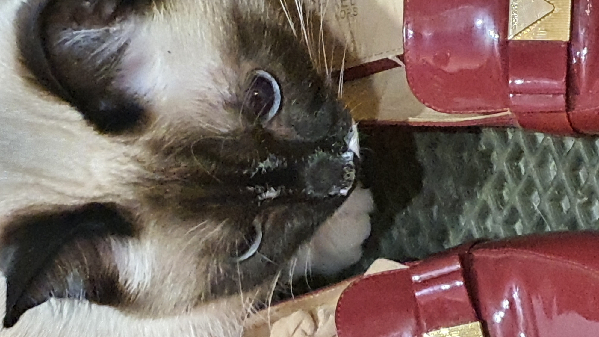 The image shows a close-up view of a Siamese cat with a dark face mask and blue eyes, peeking between two red patent leather shoes. The cat's mouth is slightly open, revealing its teeth and some white residue around its muzzle. The shoes are shiny and have gold-colored embellishments. The background consists of a textured, dark surface, possibly a mat or carpeting. There is no discernible location information within the image itself to indicate it is in Krasnoyarsk, Russia.