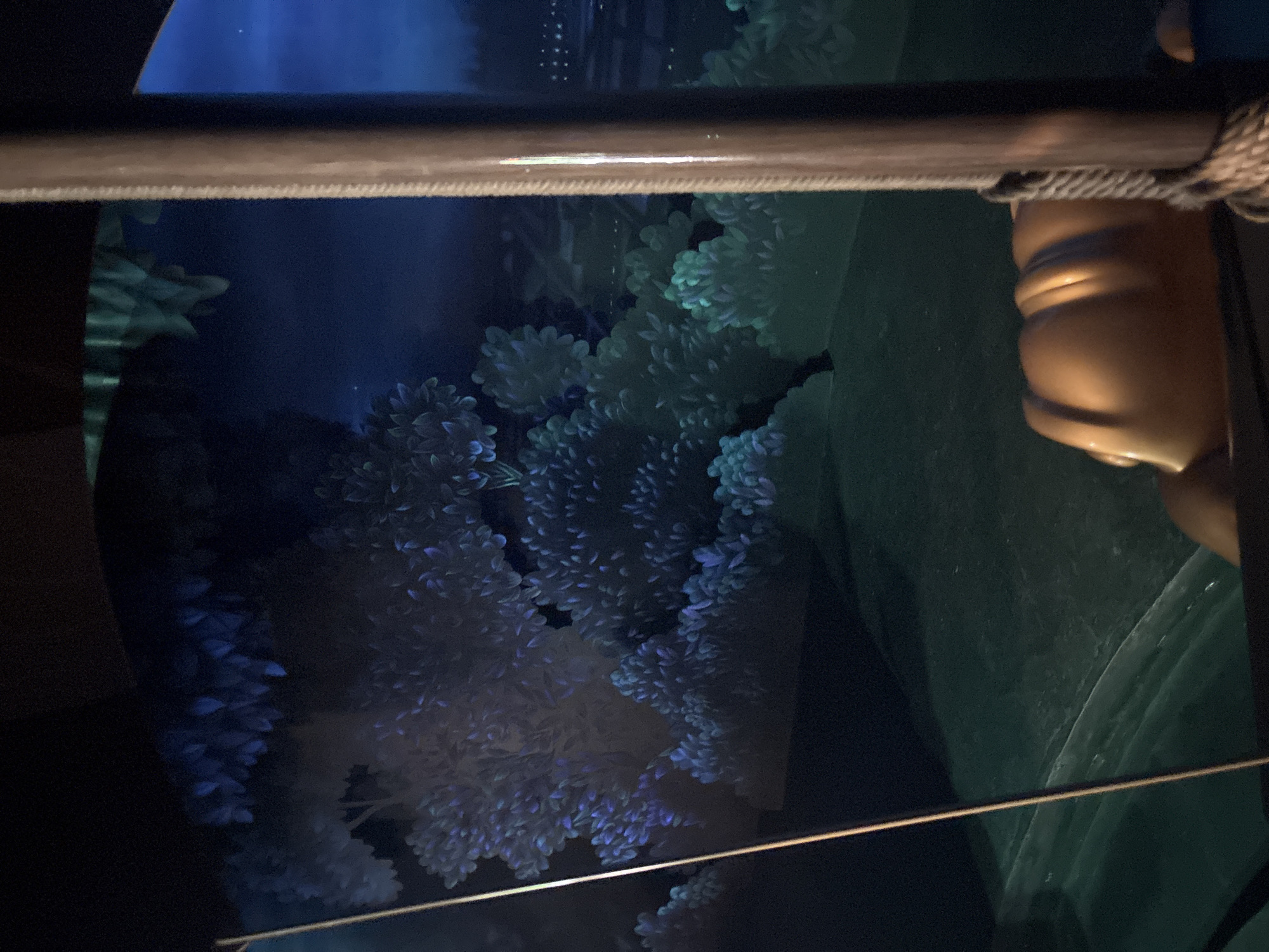 The image appears to be taken from inside a vehicle, possibly a ride attraction, looking out at a dark, stylized forest scene. The foliage is rendered with prominent blue and green tones, illuminated as if by moonlight. In the foreground, a portion of a brown, textured pole is visible on the right side, with rope wrapped around it. A golden, bulbous object is also in the lower right, suggesting a control or decorative element of the vehicle. The background shows a dark blue sky with faint light points, possibly stars. There is no visible connection to Pudong, China.
