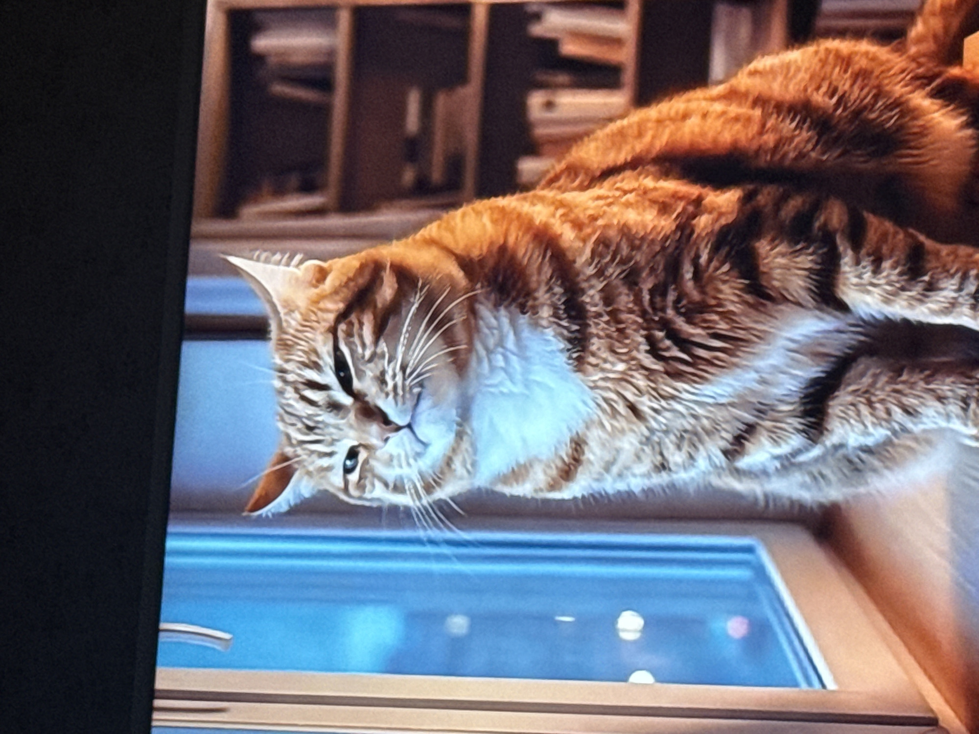 A medium shot of an orange tabby cat on a window sill. The cat is lying down, looking slightly downwards. The window is a rectangular shape with a blue, reflective surface, likely reflecting the sky or city lights. Behind the cat, there is a bookshelf with books and other objects. The image appears to be a photograph taken indoors, possibly in an apartment or house. No people are visible in the shot. There is no information that would make it possible to link this photo to the city of Mytishchi, Russia.