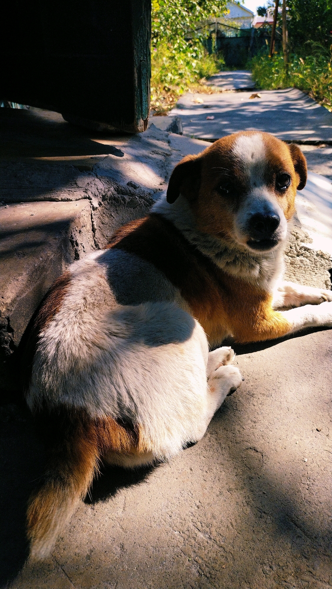 A medium shot captures a medium-sized dog lying on a concrete surface. The dog, predominantly white with brown markings on its head and back, rests its front paws extended forward, its head turned to face the viewer. The background reveals a path bordered by greenery and structures, suggesting an outdoor setting, possibly a residential area in Horishni Plavni, Ukraine. Sunlight casts distinct shadows, highlighting the textured ground and the dog's fur. The scene appears peaceful and uneventful.
