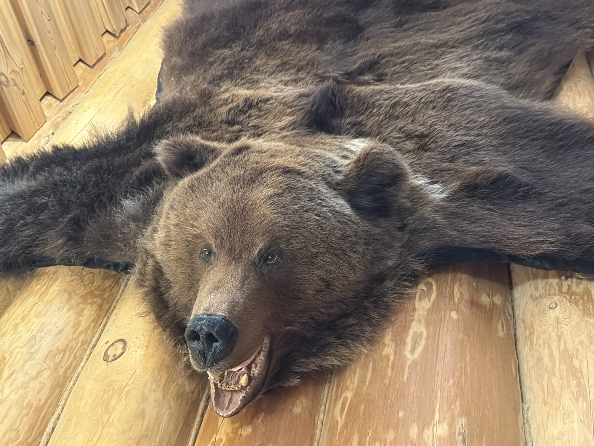 A close-up, high-angle, vertical shot shows a taxidermied bear rug with its head angled towards the camera, mounted on a wooden wall. The bear's mouth is open, revealing teeth and tongue, and its eyes are visible. The fur is brown and appears thick. The wall is made of wooden planks, some of which have visible knots and markings. The background shows more wooden planks, some with interlocking edges, suggesting a rustic interior. There are no people in the image. The lighting appears to be natural or indoor ambient light, casting soft shadows.