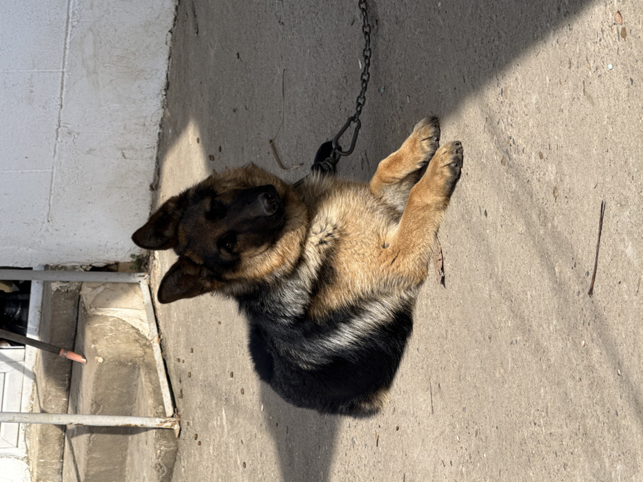 In Brenitsa, Bulgaria, a German Shepherd dog is depicted lying on a concrete surface outdoors. The dog exhibits a black and tan coat with a distinct saddle marking and is positioned with its front paws extended forward, its head slightly angled to the right. A dark metal chain is visible attached to the dog's collar, extending horizontally to the right across the concrete. In the background to the left, a set of concrete steps with metal railings ascends. Scattered on the concrete near the base of these steps are several small, dark, pellet-like objects consistent with dry dog food. A textured, light-colored wall, possibly painted white, runs along the right side of the frame. Direct sunlight illuminates portions of the scene, casting sharp shadows, including one that covers part of the dog's rear body and the extending chain. Small pieces of debris, including a thin twig, are present on the concrete foreground. No human figures are visible.