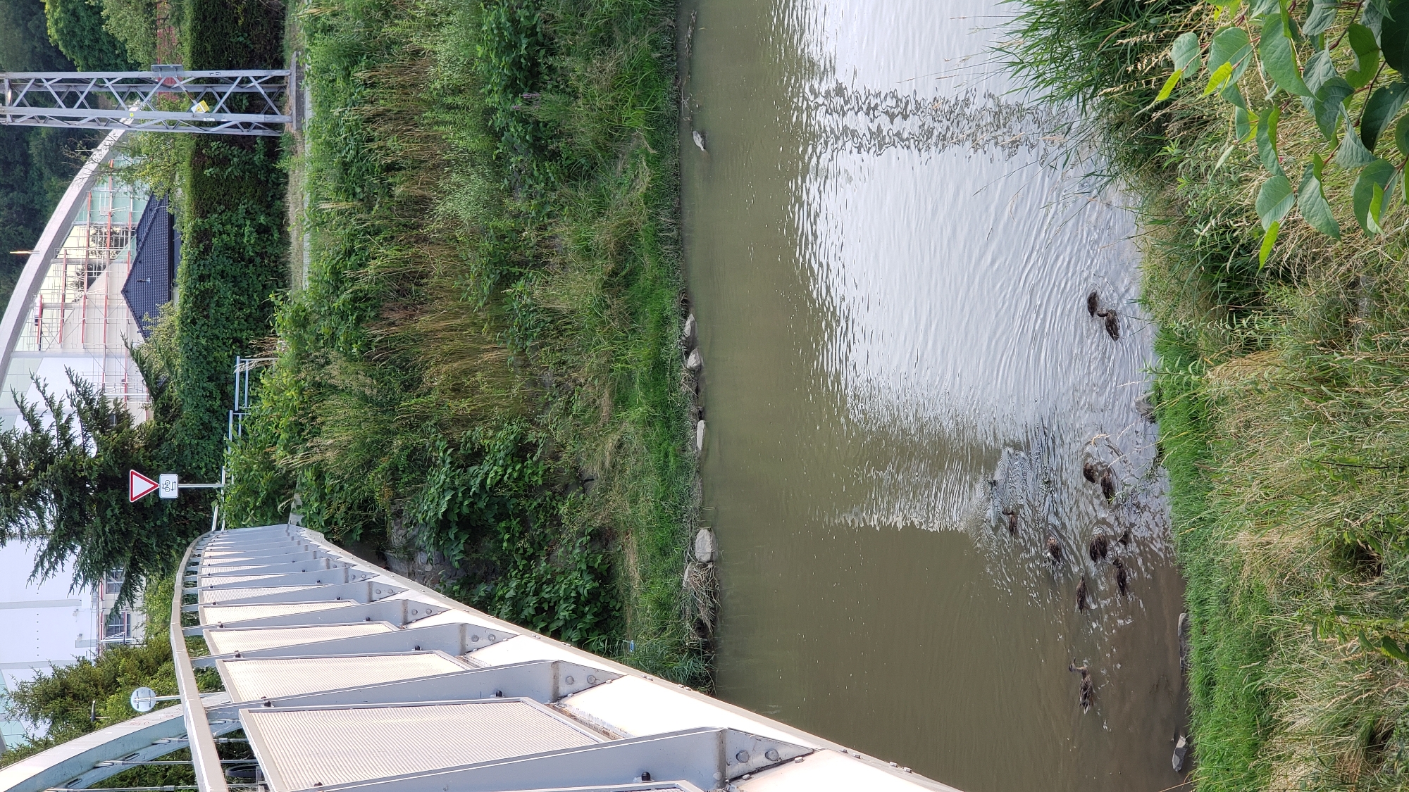 A flock of ducks swims in a muddy river flowing beneath a pedestrian bridge with a white, metal railing. The bridge's structure is visible, arching over the water. The riverbanks are lined with dense green vegetation, including tall grasses and bushes. In the background, behind the vegetation and the bridge, is a dark-tiled roof of a building and a large, modern structure with scaffolding, suggesting ongoing construction or renovation. A triangular traffic sign with a white border and a red outline, indicating a yield or caution, is visible on the left side of the frame, alongside a circular sign with a bicycle symbol. A tall, metallic pylon, possibly for power lines, stands on the right side of the image. The water is murky brown, reflecting the overcast sky. The scene appears to be located in an urban or suburban area, possibly near a park or a natural reserve within Prešov, Slovakia, given the presence of infrastructure and natural elements.