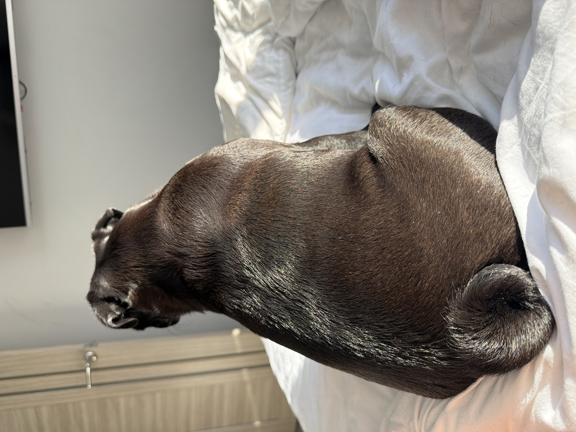 An overhead shot captures a pug dog from behind, resting on a rumpled white duvet. The pug's dark brown fur is highlighted by the sun's rays, which cast a warm glow across its back and curled tail. The dog is positioned on the left side of the frame, facing away from the camera and towards a wall and door on the left. Sunlight streams in from the right, creating a strong contrast between illuminated and shadowed areas. The environment appears to be an indoor bedroom, possibly a hotel room, with a hint of a television screen visible at the top of the frame. The setting is not specified as being in Sirius, Russia.