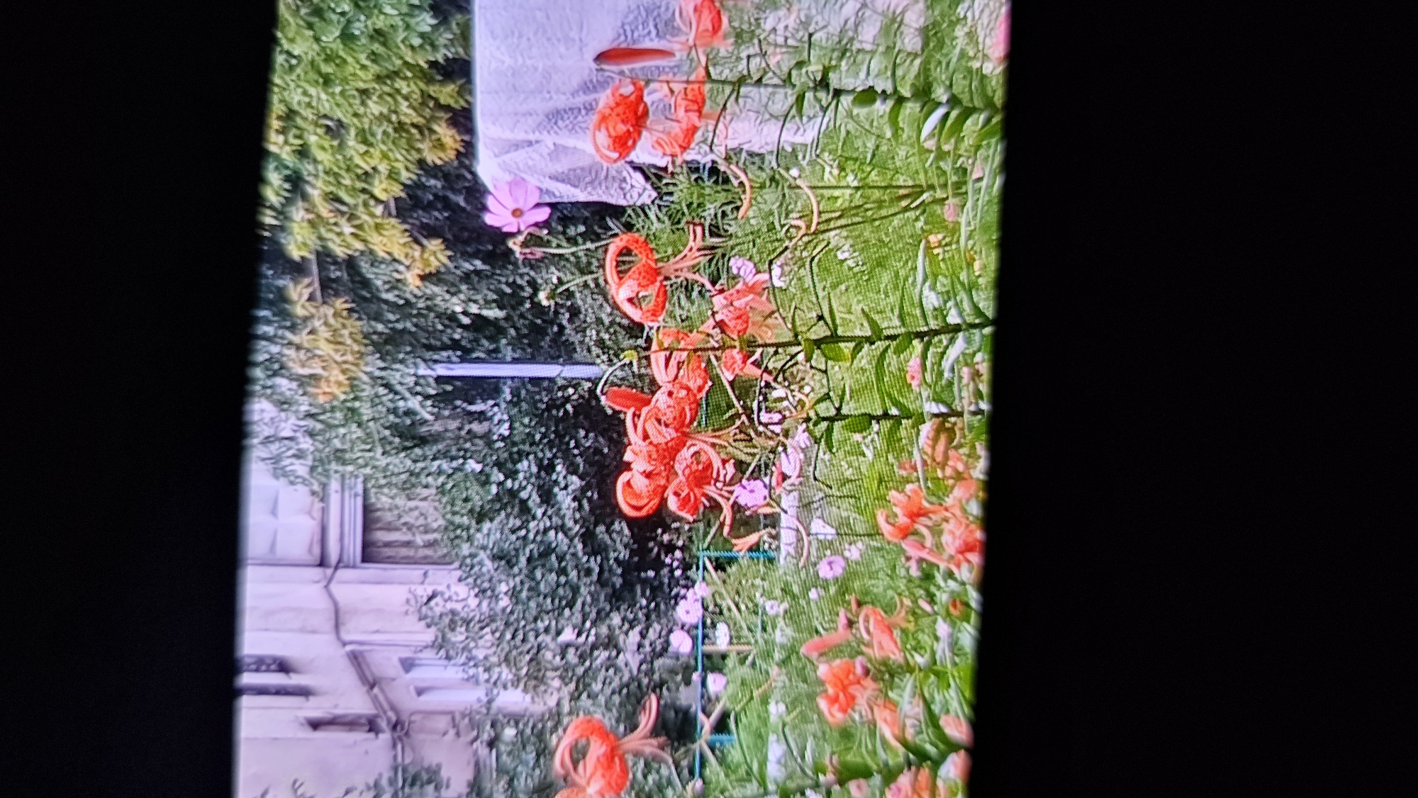 A ground-level, medium shot captures a close-up view of several bright orange tiger lilies with speckled petals, set against a blurred background of greenery and a building. The flowers are in bloom, with their distinctive recurved petals facing outwards. Behind the lilies, a pale pink cosmos flower stands tall. To the right, a white, lacy fabric hangs from what appears to be a clothesline. In the distance, a light-colored, multi-story building with windows is visible, surrounded by trees and shrubs. The scene is set in a garden or courtyard. The location is Kostanay, Kazakhstan.