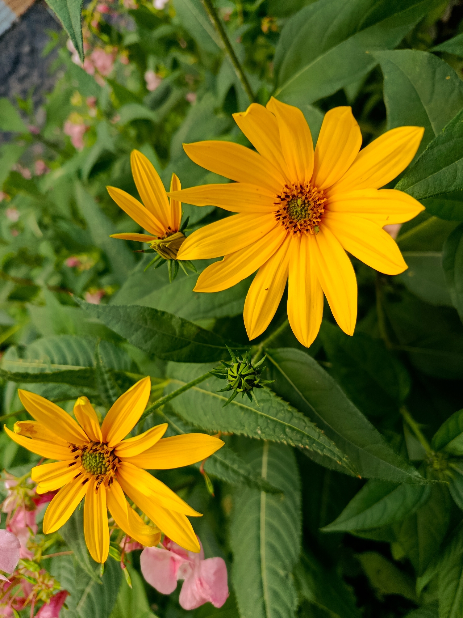 This is a close-up, high-angle shot of three bright yellow flowers, likely Jerusalem artichokes, in a garden setting. Two of the flowers are fully open, displaying their numerous ray florets and prominent central discs. The third flower is a bud, tightly closed and green. Dark green leaves form a lush backdrop for the yellow blooms, with a few soft pink flowers visible in the blurred background, suggesting a mixed garden bed. The lighting is natural, highlighting the vibrant colors and textures of the flora. No people or man-made objects are visible. The image does not contain any information about its location in the city of Ryazan, Russia, or any other specific geographical context.