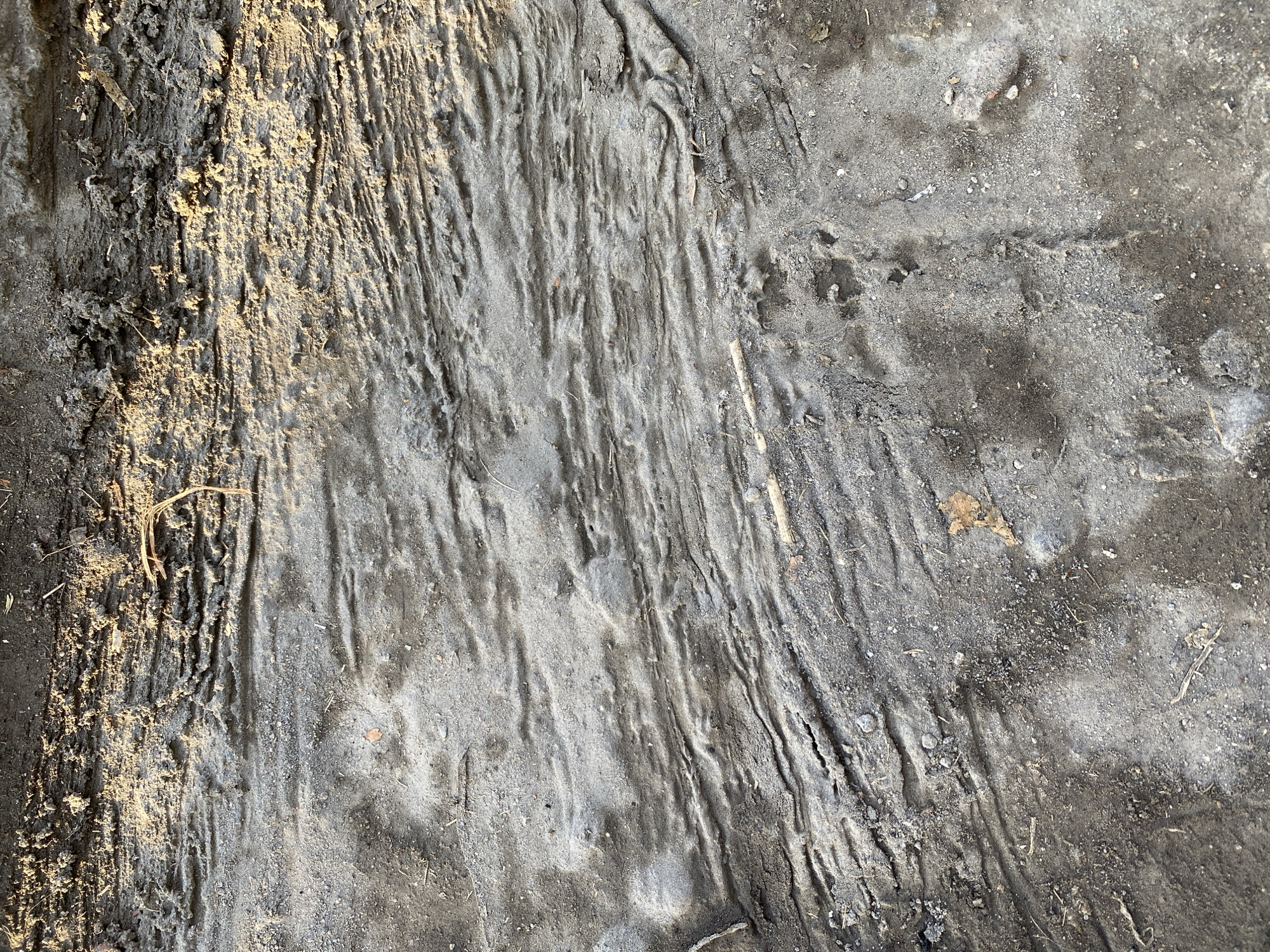 The image captures a close-up view of the textured ground in Kasihan, Indonesia. The surface appears to be composed of compacted mud and soil, exhibiting distinct horizontal ridges and furrows, possibly formed by the passage of tires or other heavy objects. Small pebbles and dried organic matter, such as twigs and leaves, are scattered across the ground. The lighting suggests an outdoor environment, with sunlight casting shadows that highlight the uneven topography of the soil. The overall impression is of a rough, natural or disturbed ground surface.
