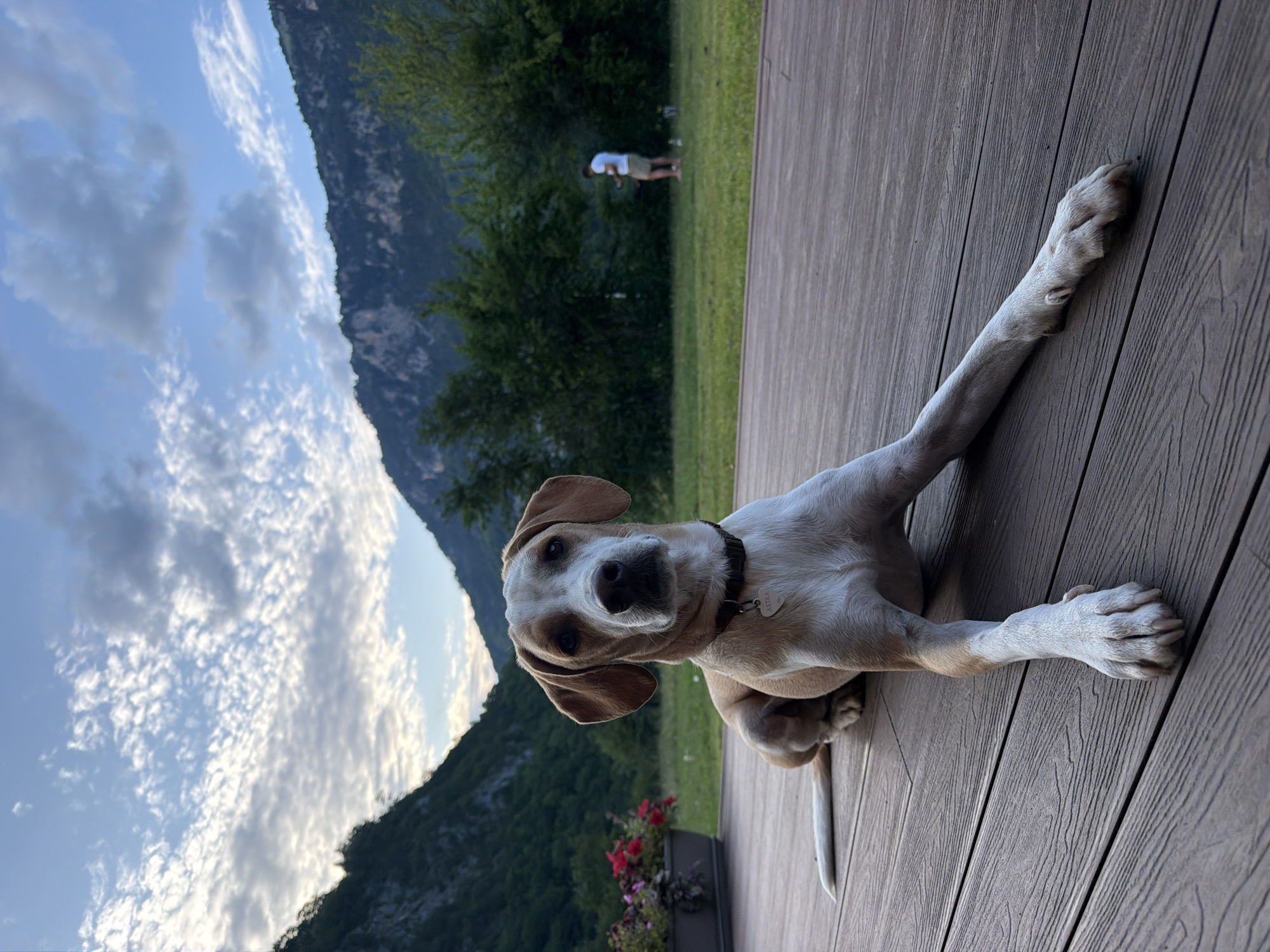 A tan and white dog with floppy ears is lying on a wooden deck. The dog is looking directly at the camera. In the background, there are mountains covered in trees, a grassy field, and a person standing in the distance. The sky is cloudy. The location is Bistrica, Montenegro.