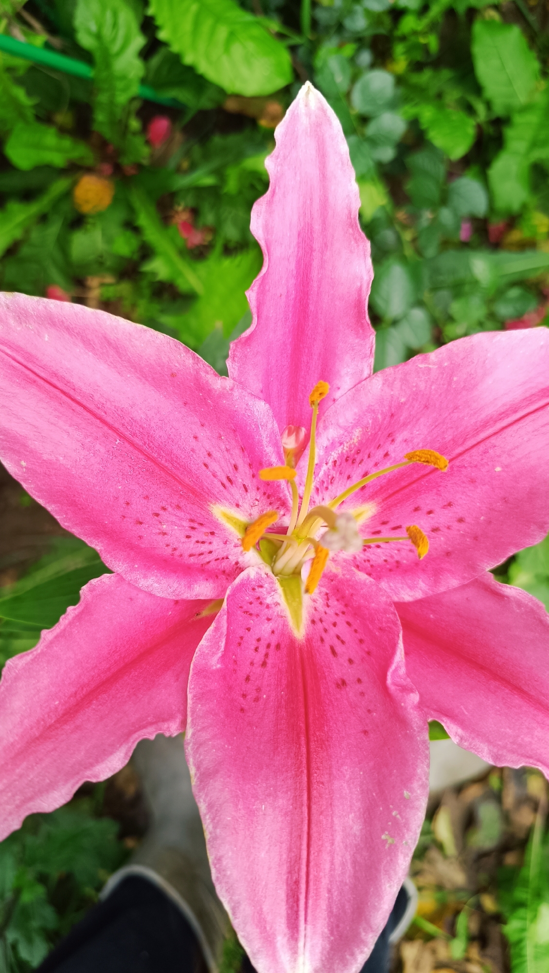 This is a close-up, vertical, eye-level shot of a bright pink lily in full bloom. The flower dominates the frame, with its six large, ruffled petals unfurling outwards. The petals are a vibrant pink, with delicate dark pink speckles scattered across their surface, concentrated near the center. The pistil, a pale green and white structure, is visible at the heart of the flower, surrounded by five bright yellow stamens tipped with orange anthers. The flower is set against a blurred background of lush green foliage. A hint of a person's foot and shoe, clad in dark fabric, is visible at the bottom left of the image, suggesting the photo was taken by someone standing over the flower. The scene appears to be outdoors in a garden setting. There is no identifiable context relating to the city of Karsha, Russia.