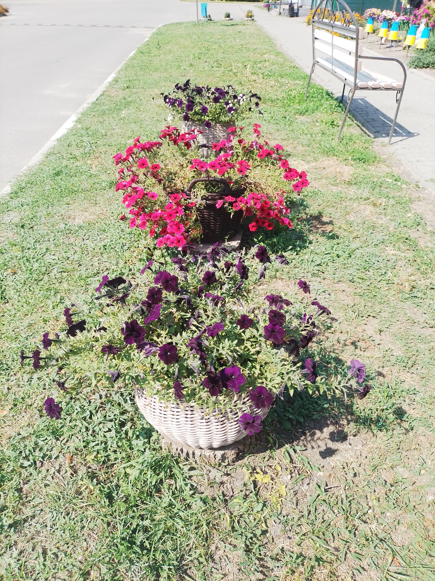 In Romodan, Ukraine, a sunlit, grassy area is decorated with several potted flowers. The foreground features a large, woven white basket overflowing with dark purple petunias. Behind it, a second, darker woven basket is filled with vibrant pink petunias. Further back, a third, smaller basket holds dark purple and white petunias. A white-slatted park bench with a dark metal frame is positioned on a paved walkway to the right, casting a shadow on the grass. The background shows more of the paved walkway and a hint of distant decorative elements.