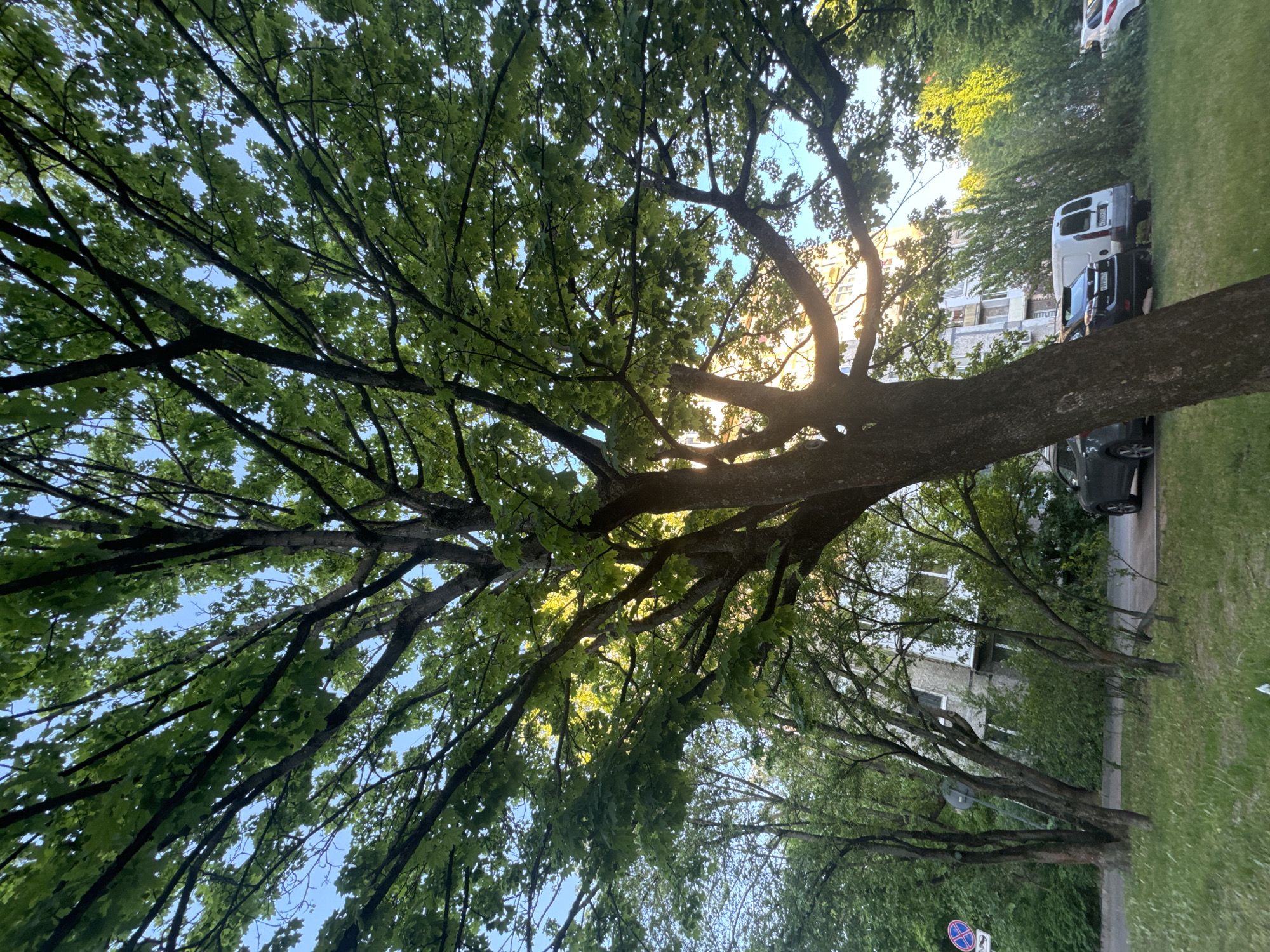 View of trees from below, with sky visible through the branches. Cars and buildings are visible in the background, along with grass and a sign.