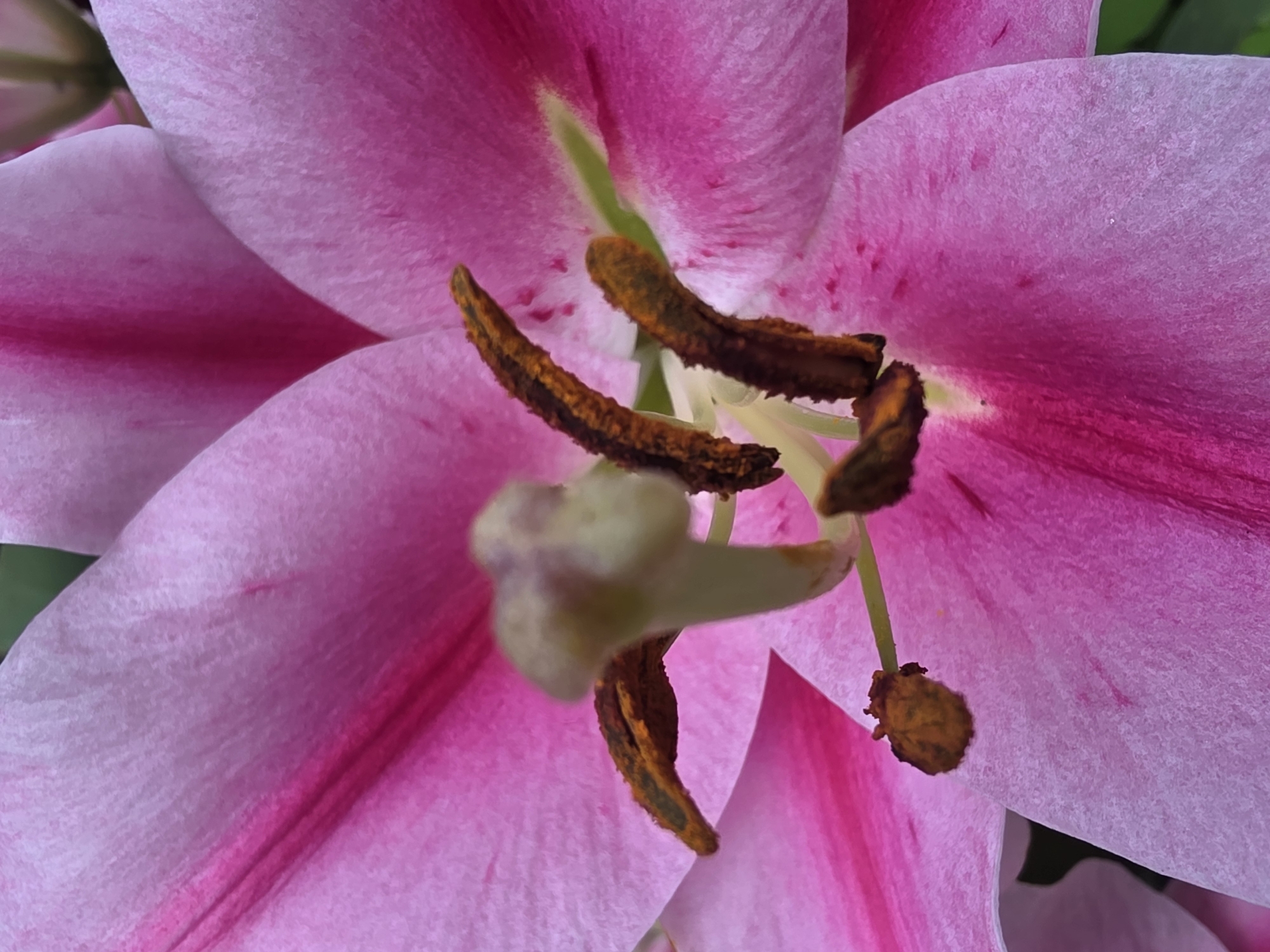 A close-up, macro shot captures the intricate details of a vibrant pink lily. The focus is on the flower's stamen and pistil, showcasing the delicate textures and colors. The stamen, with their brown, fuzzy anthers dusted with pollen, curve inwards towards the pale green pistil. Petals of the lily, a soft pink with darker magenta veins, are visible in the background, creating a soft, blurred effect. There are no people or objects other than the lily present in the image. The environment appears to be natural, with hints of greenery in the upper right corner, suggesting an outdoor setting. There is no specific information that places this image in Koloskovo, Russia.
