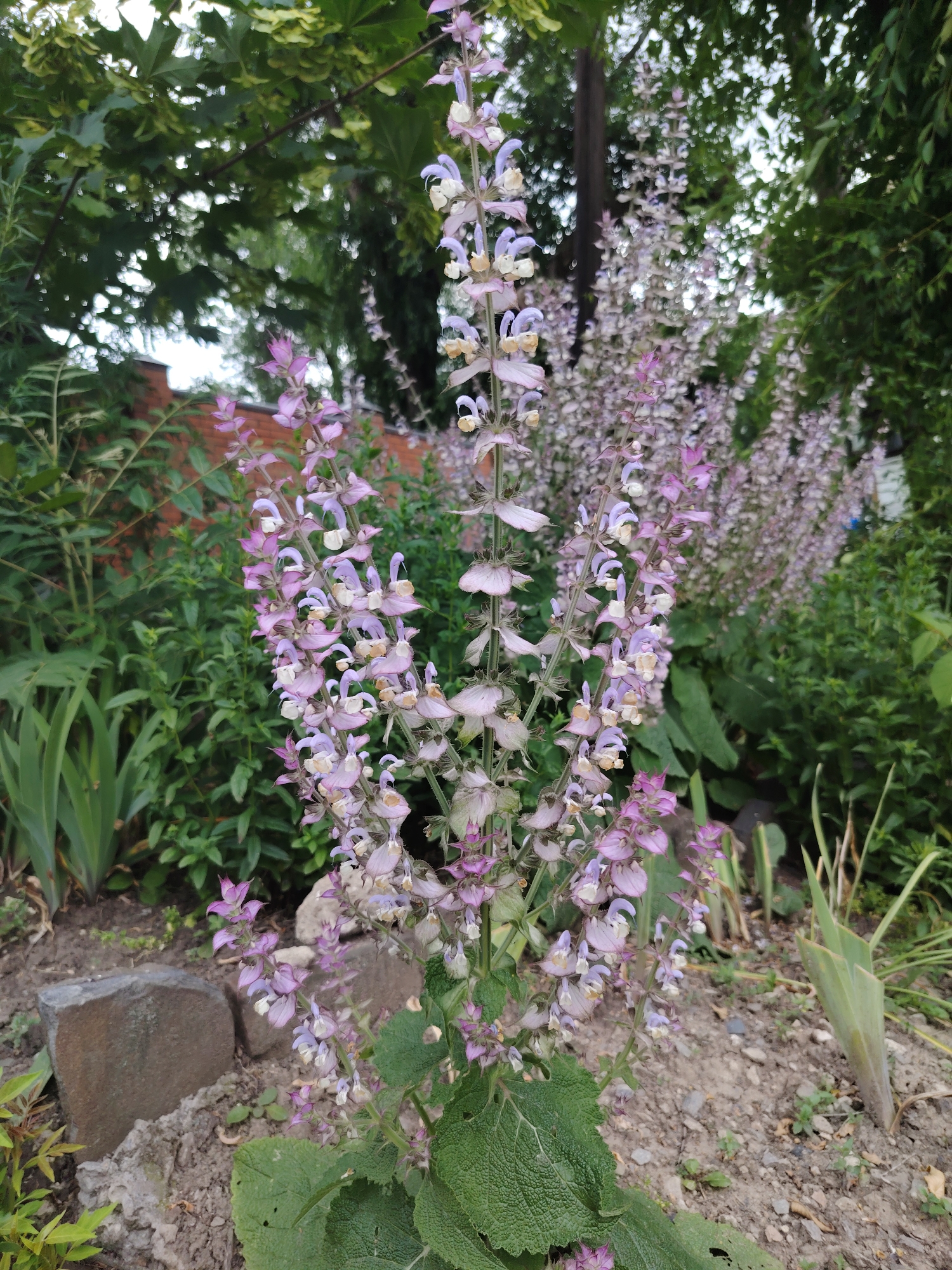 The image depicts a close-up view of tall, spiky flowering plants with delicate pink and purple blossoms in a garden setting. The flowers are arranged in whorls along upright stems, with some individual blooms exhibiting white accents. The background is a blur of greenery, suggesting a lush garden with trees and other foliage. In the middle ground, a brick wall is visible, peeking through the plants, and a few large, dark stones are placed on the soil in the foreground. The ground cover is a mix of soil, small stones, and sparse vegetation. The overall impression is one of a serene, natural outdoor environment. The lighting suggests it is daytime, likely with diffused sunlight as there are no harsh shadows. The scene appears tranquil and vibrant, showcasing the beauty of the flowering plants. The location context provided is Rostov-on-Don, Russia. There is no visible text in the image.