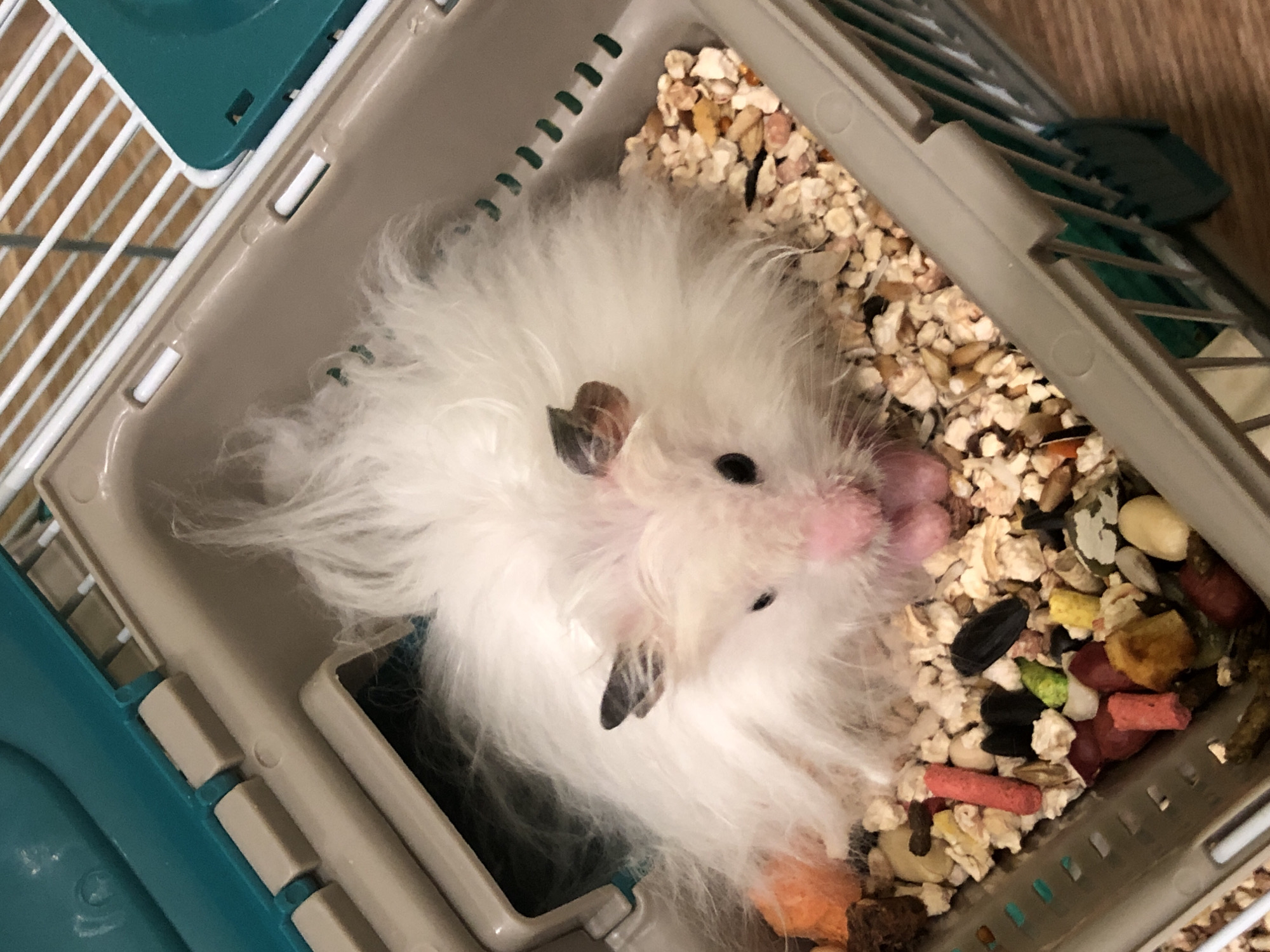 A fluffy white hamster with black-tipped ears and black eyes sits in a tan and teal plastic hamster cage filled with bedding and food. The hamster's pink nose and mouth are visible, as are its front paws. The food consists of small kibble pieces, seeds, and brightly colored pellets. The cage has a grated top and sides, and is situated on a wooden surface. The image does not provide any information that would allow for its location in Solikamsk, Russia, or any other specific city.