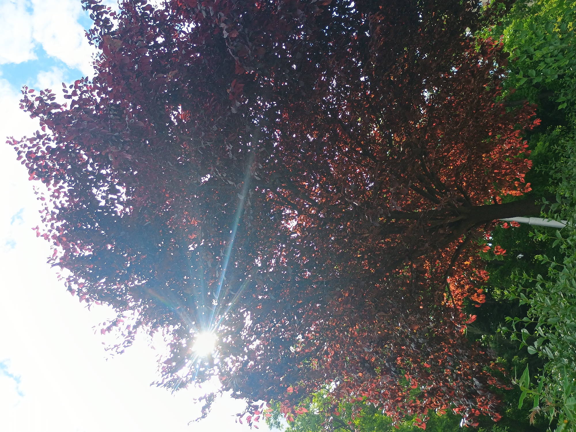 The image shows a tree with dark reddish-purple leaves, possibly a purple-leaf plum tree, with sunlight shining through its branches. Part of the sky with some clouds is visible on the left side of the image. Green foliage of other trees or bushes is visible on the right side. The location is identified only as "Unknown, Unknown."