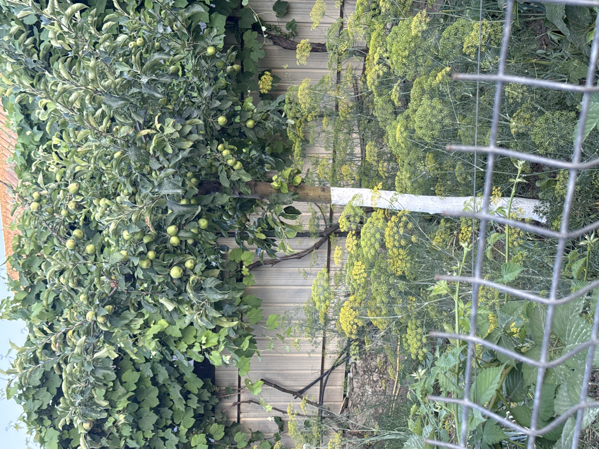This media file shows an outdoor scene in a garden, likely in Cahul, Moldova. The foreground is dominated by a section of a wire fence, through which a variety of plants are visible. To the left, an apple tree laden with small green apples is the primary subject. The tree has dense foliage and is supported by a visible wooden branch. Adjacent to the apple tree, ivy or a similar climbing vine covers a portion of a light-colored, corrugated metal fence that runs horizontally across the background.
To the right of the apple tree and extending across the frame is a large patch of dill, characterized by its feathery green leaves and clusters of small yellow flowers. The dill plants are tall and abundant, creating a dense visual texture. A white horizontal object, possibly a piece of wood or plastic, is visible in the midground, breaking up the dill. The lighting suggests it is daytime, with diffused light, indicating it might be overcast or early/late in the day. The overall impression is one of a lush, natural garden environment. No people are visible in the media file.