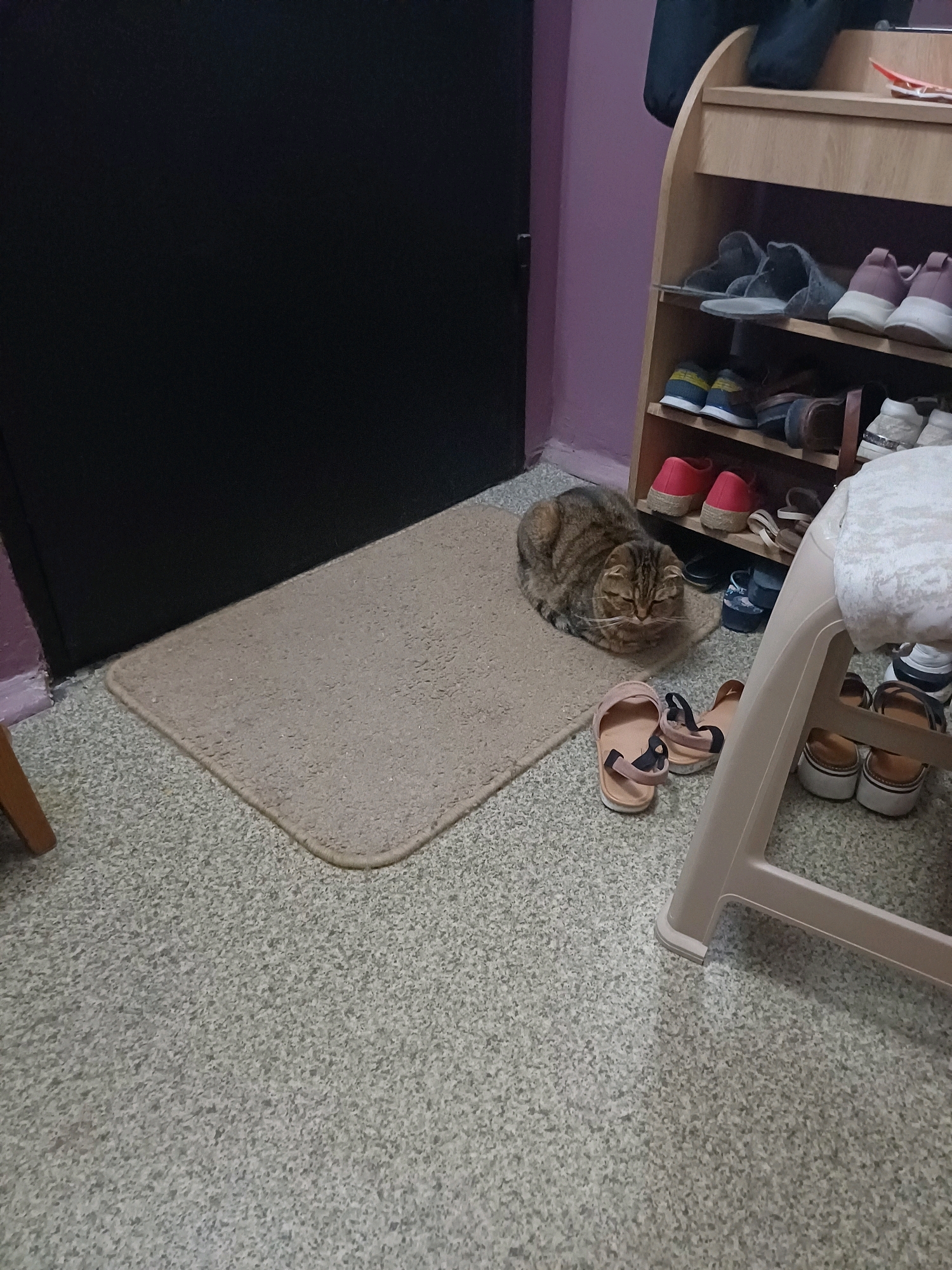 In an indoor setting, likely a residential hallway or entrance area, a tabby cat is resting on a beige doormat. The cat is lying down, appearing relaxed, with its eyes closed or partially closed. Adjacent to the doormat, on the speckled grey carpeted floor, are several pairs of footwear, including pink sandals and brown platform sandals. To the right of the cat and doormat, a multi-tiered wooden shoe rack is visible, holding various pairs of shoes and sandals. The shoe rack is positioned against a lavender-colored wall. A dark, solid door is located to the left of the scene. The overall environment suggests a functional, domestic space. The presence of a shoe rack and a doormat indicates a transitional area often found near an entrance. The condition of the items suggests regular use. This scene is consistent with a typical living space within a city like Kyiv, Ukraine, where such functional furniture and common household items are prevalent.