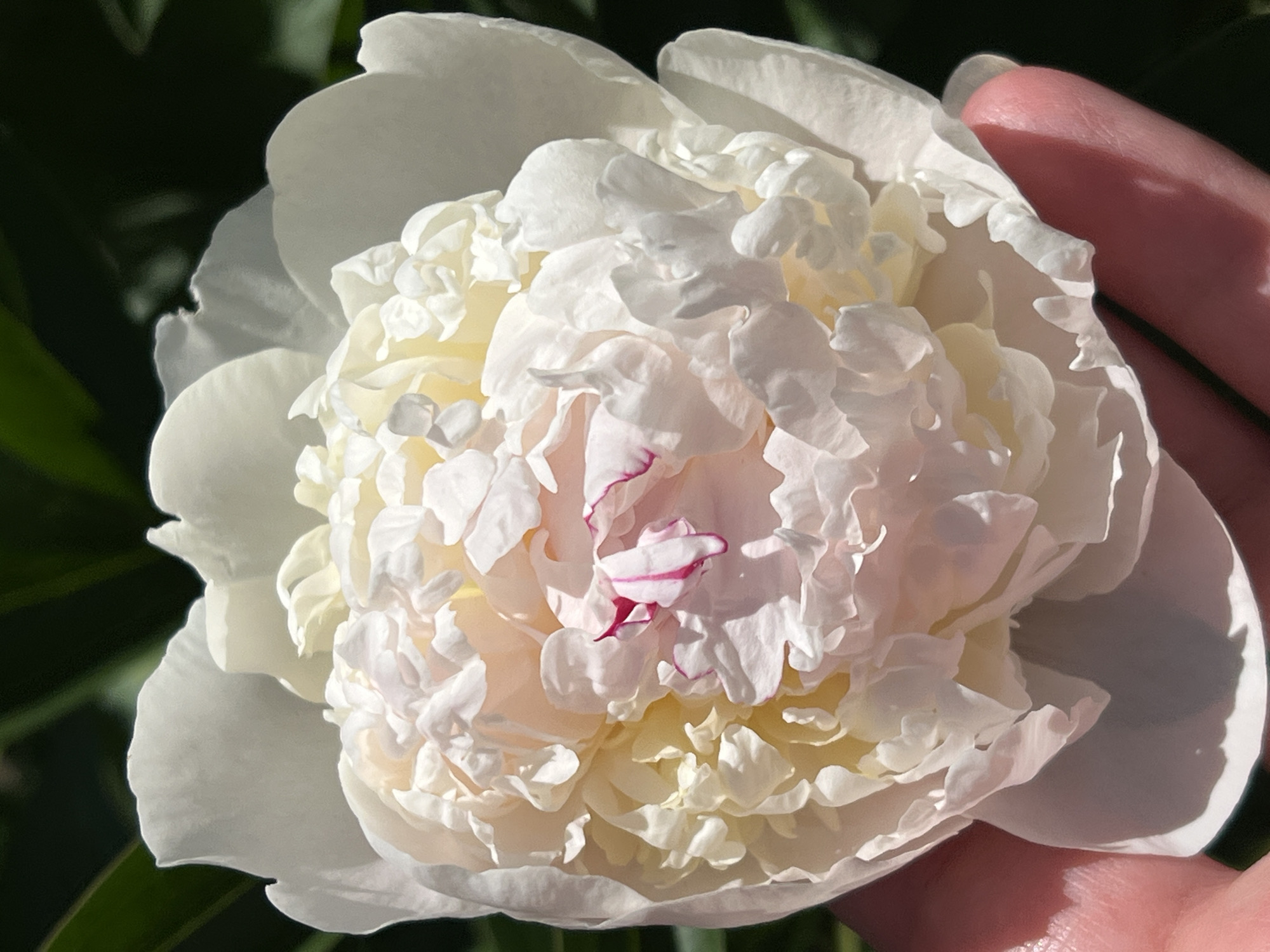 In the city of Chaikovsky, Russia, a close-up, high-angle shot captures a fully bloomed white peony flower being held by a person's hand. The peony is a large, layered bloom with petals ranging in color from pure white to a pale yellow, and some petals are edged with a delicate pink or magenta hue. The texture of the petals is soft and ruffled. The hand supporting the flower appears to be of a fair-skinned individual, with fingers gently cupping the base of the bloom. The background consists of out-of-focus dark green foliage, suggesting an outdoor garden setting. Sunlight illuminates the flower, creating soft shadows and highlighting the intricate details of the petals. The image is sharp and focused on the peony and the hand, with the background softly blurred.