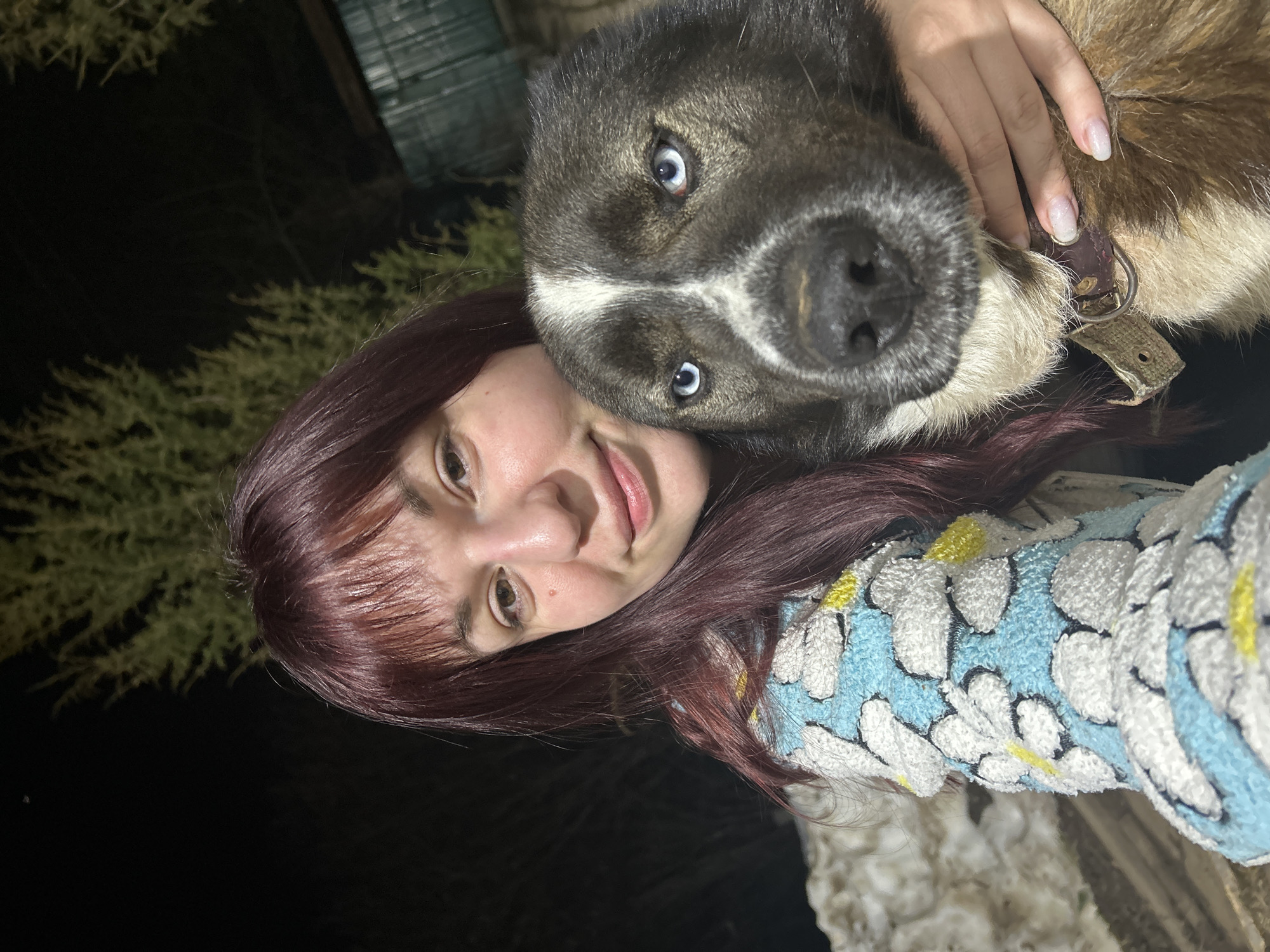 A person with reddish-brown hair is holding a dog with striking blue eyes. The dog is black and white around the nose and forehead, with tan fur on its body. The person is wearing a blue and white floral patterned garment. The setting appears to be outdoors at night, possibly near vegetation and a building structure, judging by the partial view of greenery and a dark, angled surface in the background. There is no evidence to confirm the location as the city of Фоки, Russia.