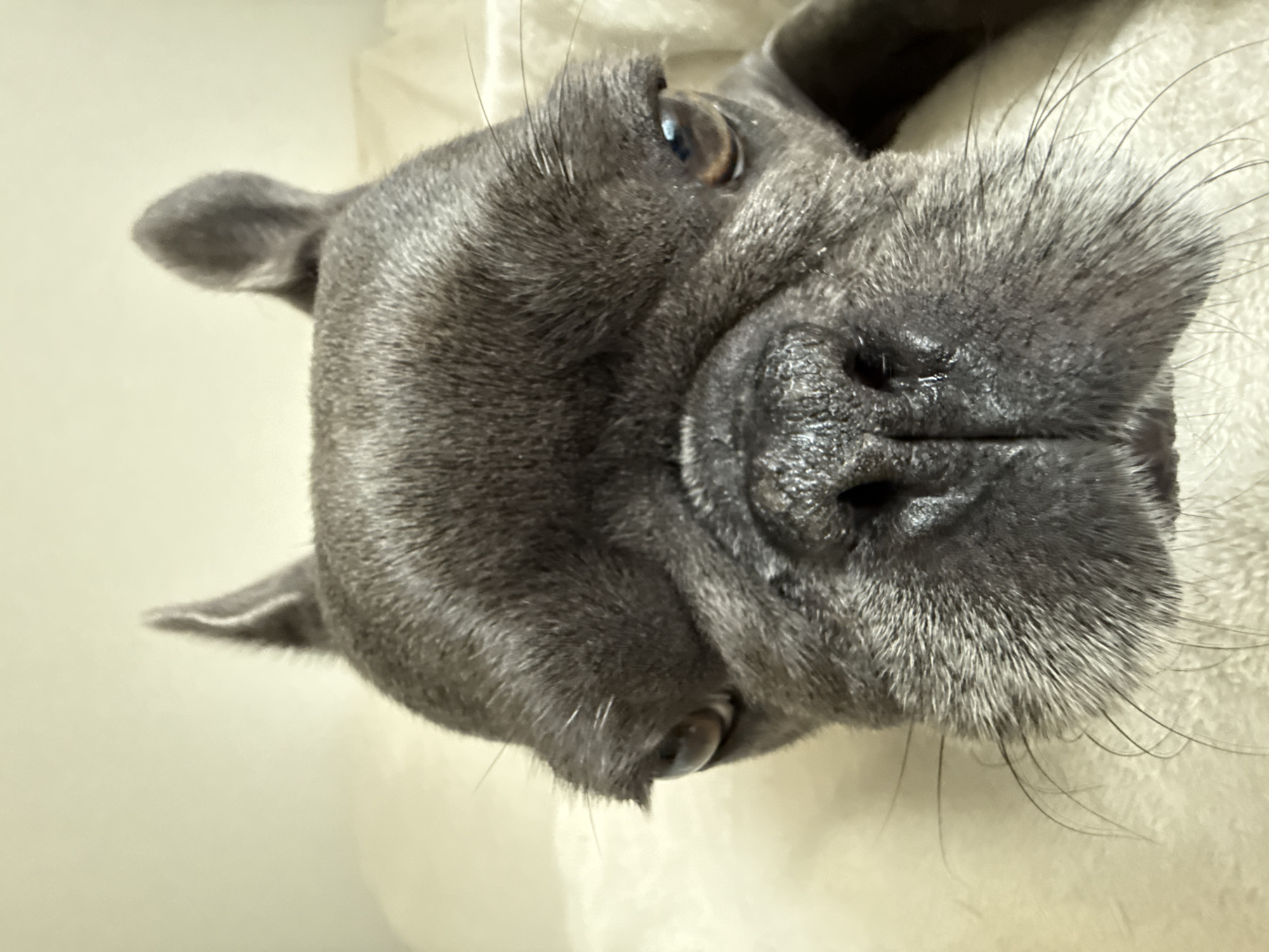 The image is a close-up, head-on photograph of a French Bulldog's face. The dog has dark grey fur, large expressive eyes, and prominent bat-like ears that are tilted slightly forward. Its nose is black and appears wet. Long whiskers fan out from its muzzle. The dog is resting on a soft, off-white surface, possibly a blanket or bed, with the background also appearing to be a muted, neutral color. There is no discernible urban environment or indication of Bad Sachsa, Germany.