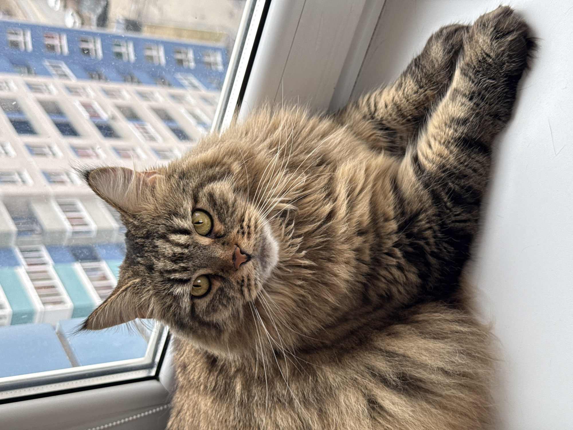 A medium close-up shows a brown tabby Maine Coon cat lounging in front of a window. The cat is mostly lying on its side, with its head near the lower left corner of the frame and its paws reaching towards the upper right. The cat's head is tilted slightly, and it is looking directly at the viewer with yellowish-green eyes. Long white whiskers extend from its face. Fluffy fur covers its body. The window is visible behind the cat, and out of the window, a view of a high-rise building with many windows, located in Izhevsk, Russia, is visible. The window frames are white.