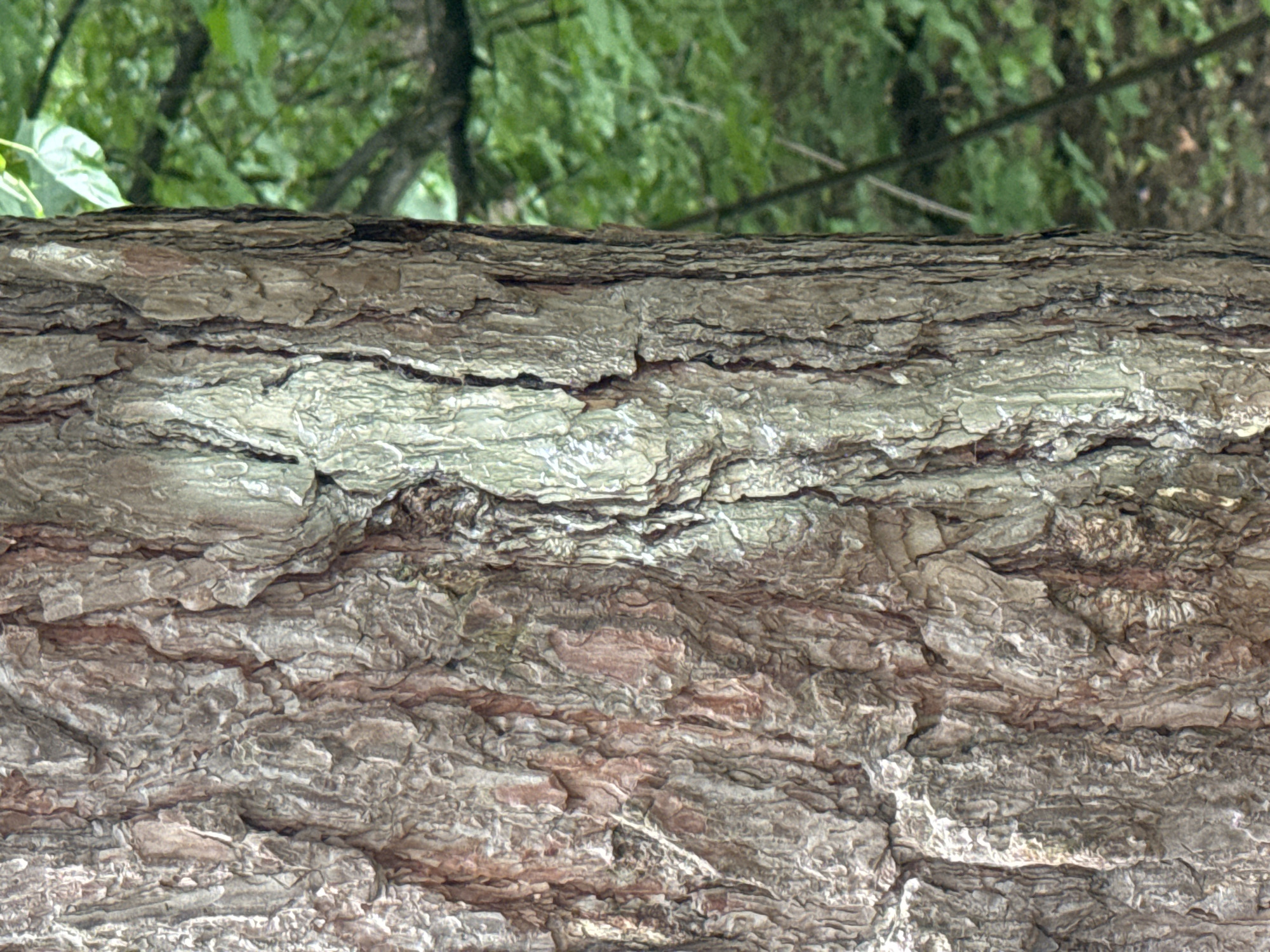 The image shows a close-up view of the bark of a tree trunk. The bark is rough and textured, with various shades of brown, gray, and some lighter, almost greenish patches. The texture appears to be deeply grooved and ridged, with some areas appearing flaky or peeling. In the background, the scene is blurred and out of focus, showing green foliage and the suggestion of branches, indicating an outdoor, natural environment. There are no people or visible man-made objects in the frame. The lighting suggests it is daytime. The location is not specified in the image itself, and therefore cannot be determined to be Moscow, Russia, or any other specific city.