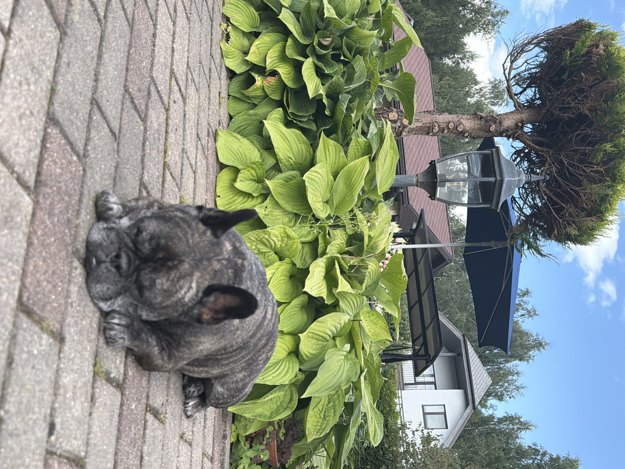 The image shows a brindle French bulldog lying on a paved patio in front of a lush green hosta plant. In the background, a dark blue umbrella is open above a patio swing. A black outdoor lamp post stands near a tree with a rounded canopy. Further back, a modern white house with a gray roof and a smaller brown-roofed building are visible, surrounded by trees. The sky is blue with scattered clouds. The setting appears to be a residential property in Baloži, Latvia.