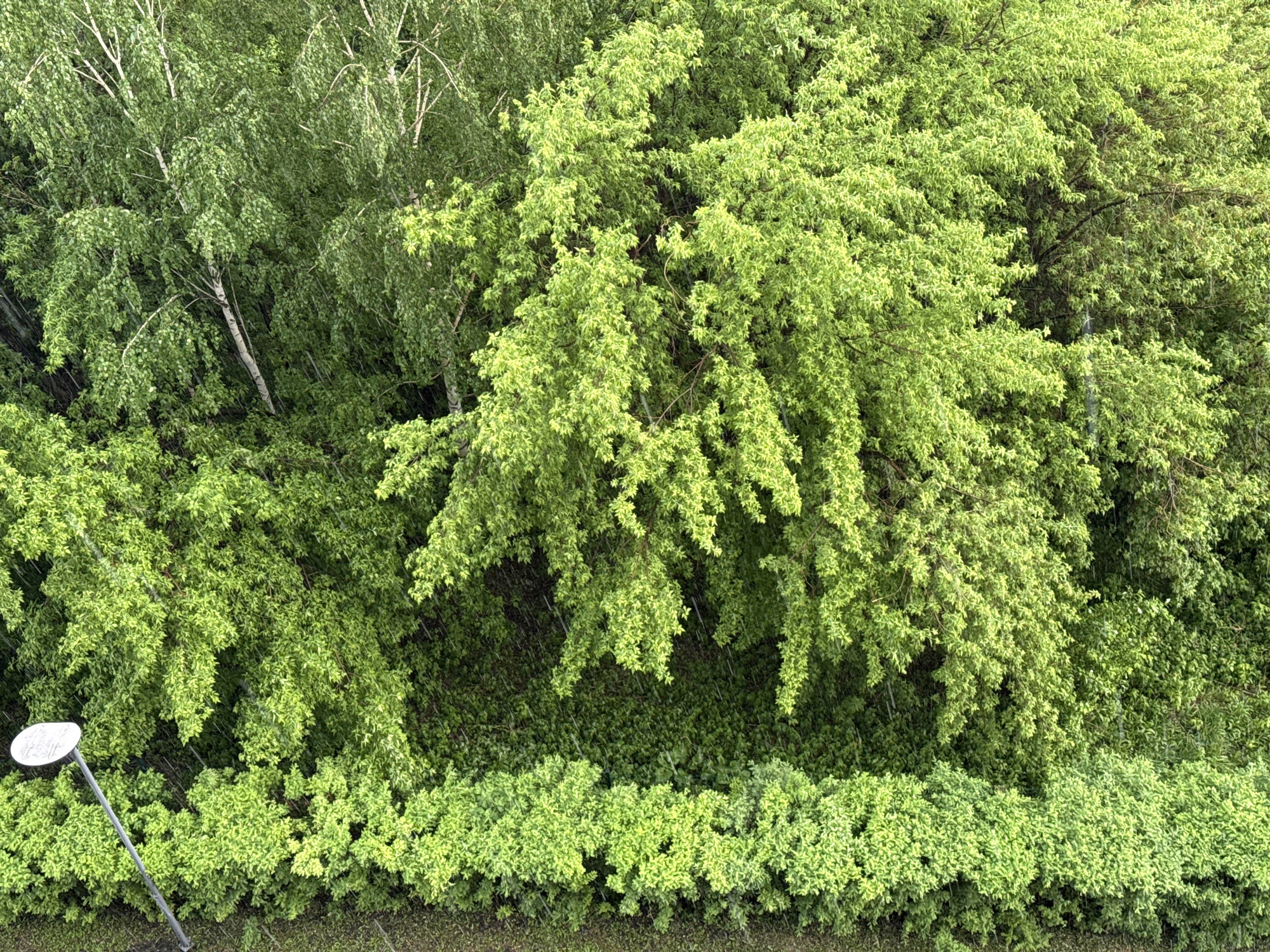 This is an aerial photograph of a dense green foliage of trees and bushes. The leaves are varied shades of green, with some appearing lighter and brighter, suggesting new growth or sunlight hitting them. In the lower left corner, a portion of a light gray pole with a circular white top, consistent with a street lamp, is visible, angled upwards and to the left. The ground below the vegetation appears to be a mix of soil and possibly asphalt or pavement, with some texture visible. The overall scene suggests an outdoor urban environment, possibly a park or roadside area, in Krasnoyarsk, Russia, during a time of lush greenery. There are no people visible in the image, and the lighting and conditions do not indicate any specific time of day or weather event beyond the implied presence of rain due to the visible streaks.