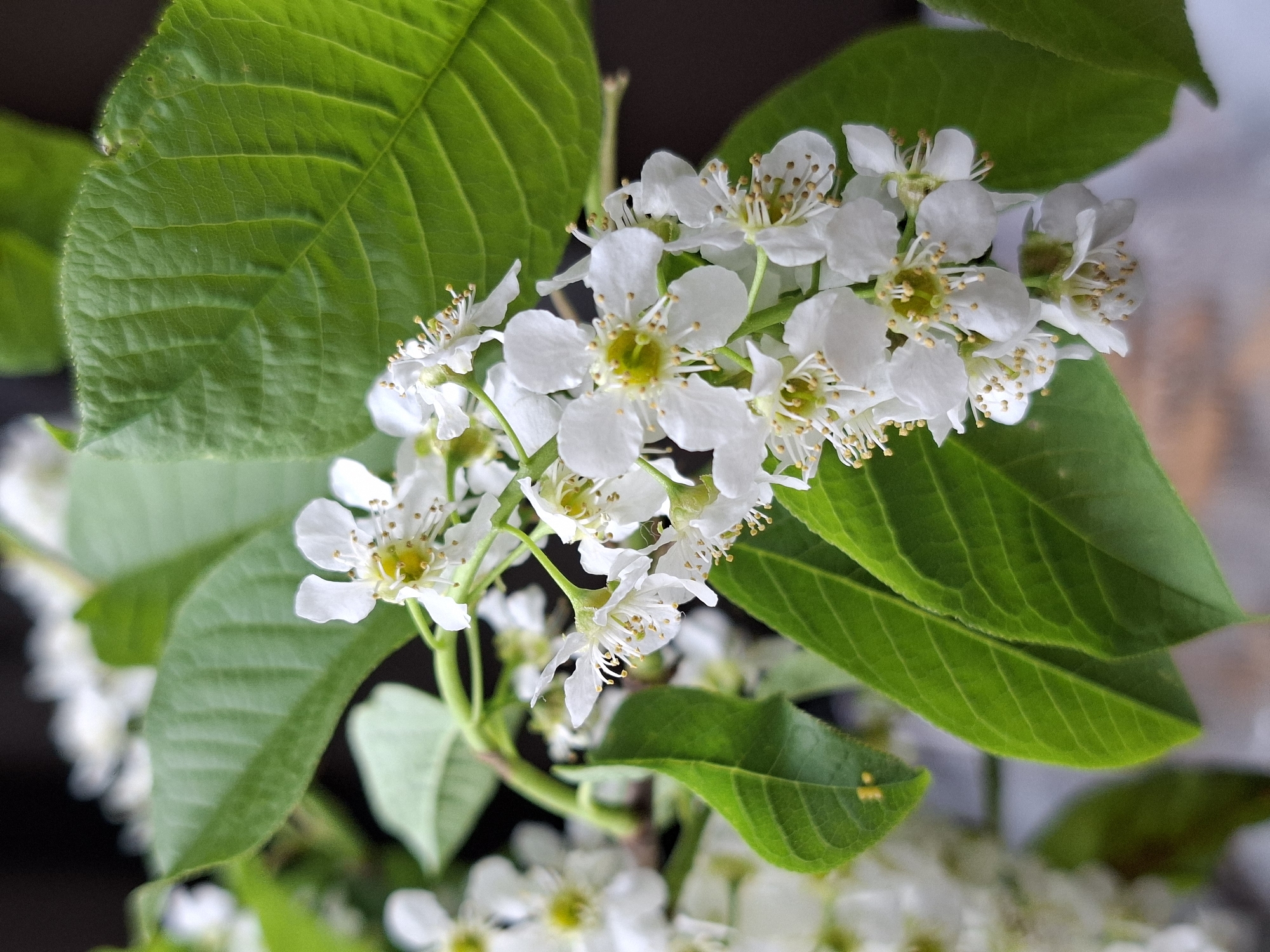 A close-up photograph displays a cluster of white flowers with green leaves. The flowers have a delicate, five-petaled structure with yellow-green centers and stamens tipped with golden pollen. The leaves are a vibrant green, veined, and possess a slightly serrated edge. The background is out of focus, suggesting a natural setting. The image highlights the beauty and detail of the flora. The location is unknown.