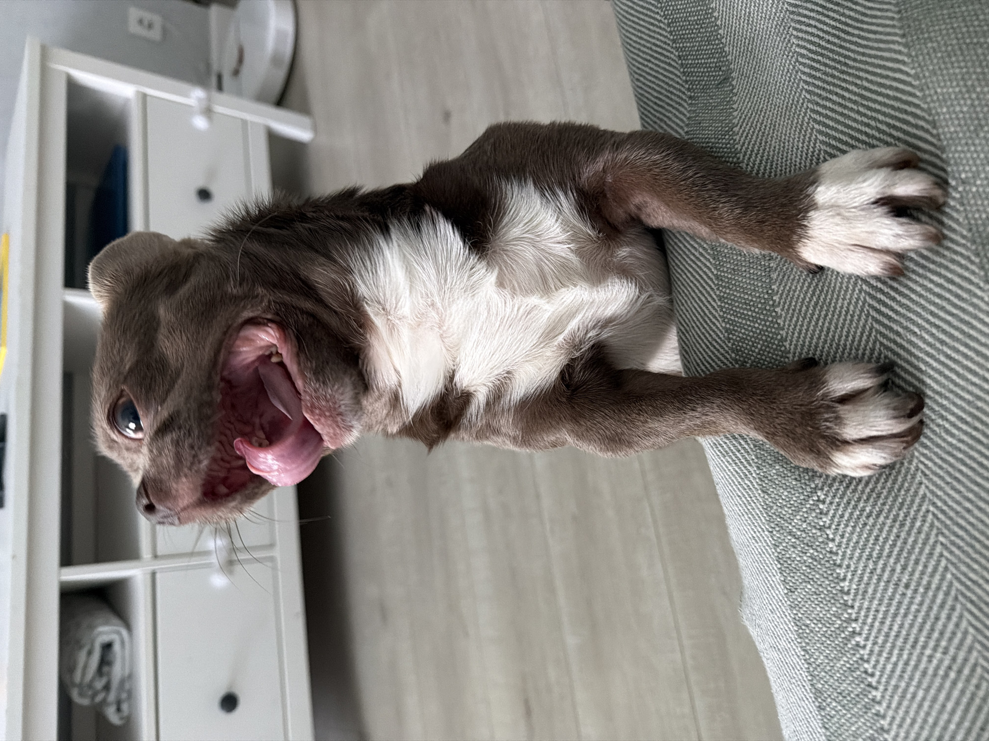 A dog is lying on a gray couch. The dog is brown and white. The dog has white paws. The dog has its mouth open. The dog is next to a white dresser. The dog is in a room with light wood floors. The location is not specified and is only inferred as Votkinsk, Russia.