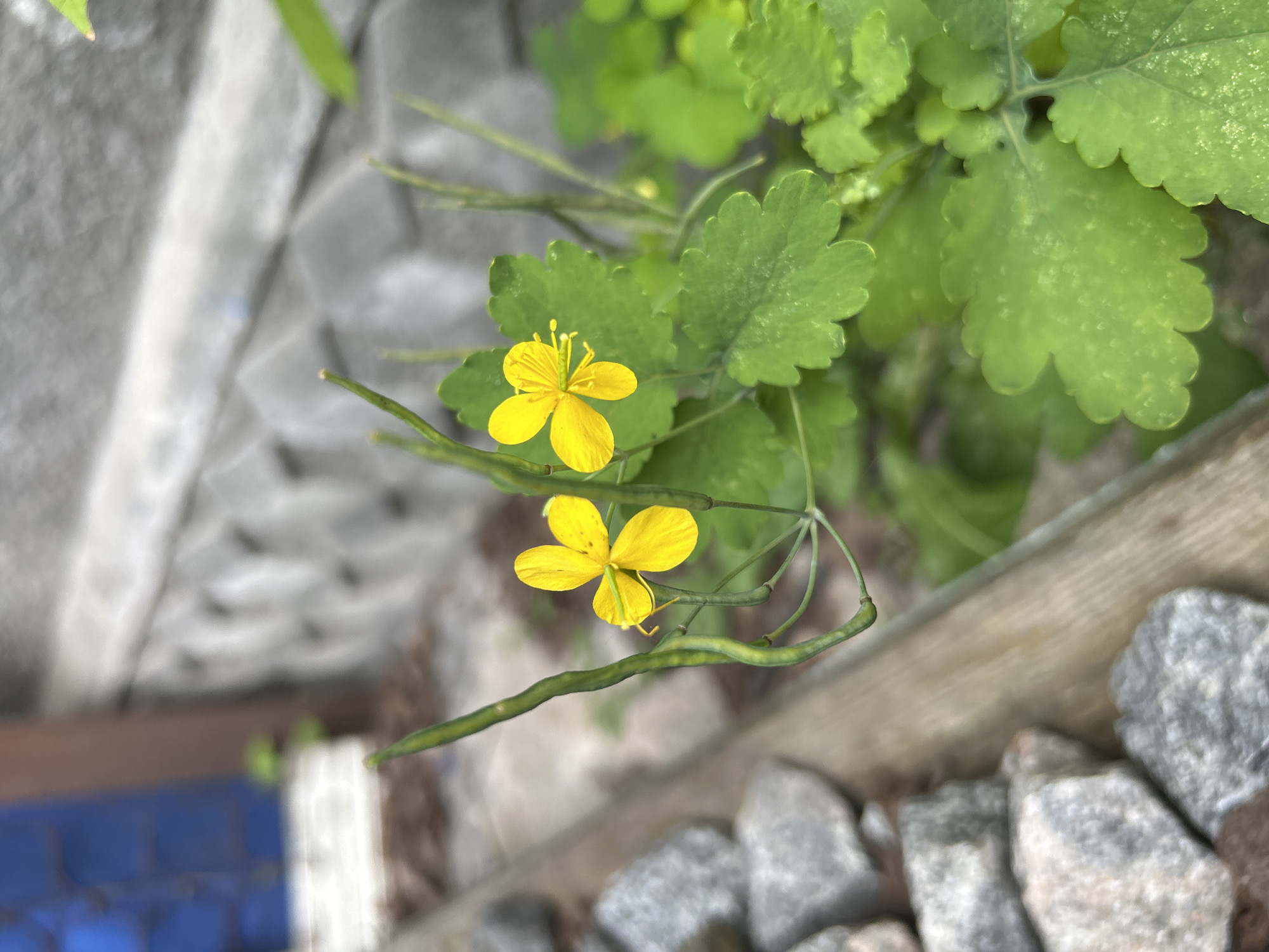 A close-up, eye-level, outdoor photograph captures two small yellow flowers with four petals each, likely celandine, blooming on a green plant with lobed leaves. The flowers are slightly out of focus. Long, slender green seed pods hang from the plant, some curling prominently. In the foreground, to the left, a cluster of grey, rough-textured stones are visible, partially obscuring a weathered wooden border. Behind the plant, a textured grey concrete wall is present, with a hint of a blue structure and a brown vertical element in the blurred background, suggesting an urban or suburban setting. The scene is set in Bila Tserkva, Ukraine.
