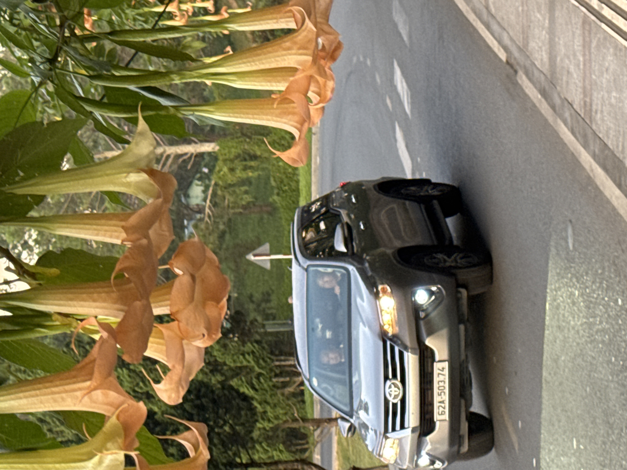 A silver Toyota Fortuner SUV is driving on a paved road in Phường Xuân Hương - Đà Lạt, Vietnam. The vehicle has its headlights on and is visible from the front passenger side. Inside the vehicle, two individuals are seated, one in the driver's seat and one in the passenger seat. The license plate of the vehicle is 62A-503.74. The road is lined with trees and vegetation, and hanging from tree branches above the road are large, trumpet-shaped, orange-yellow flowers. The sky is visible through the foliage. The scene appears to be captured during daylight.