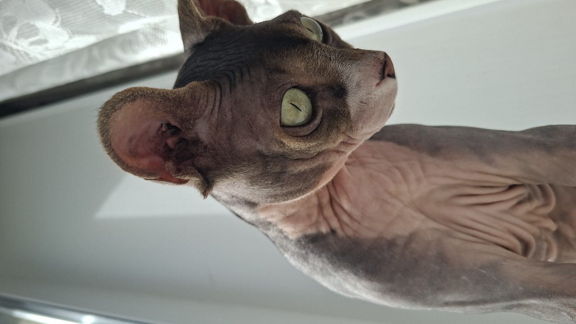 A close-up, low-angle shot reveals a Sphynx cat looking upwards. The cat's skin is wrinkled and colored in shades of pink and gray-brown. Its eyes are a pale green, and its ears are large and prominent. The background is light, possibly a windowsill with a curtain. The exact location is Забалоцкі сельскі Савет, Belarus.
