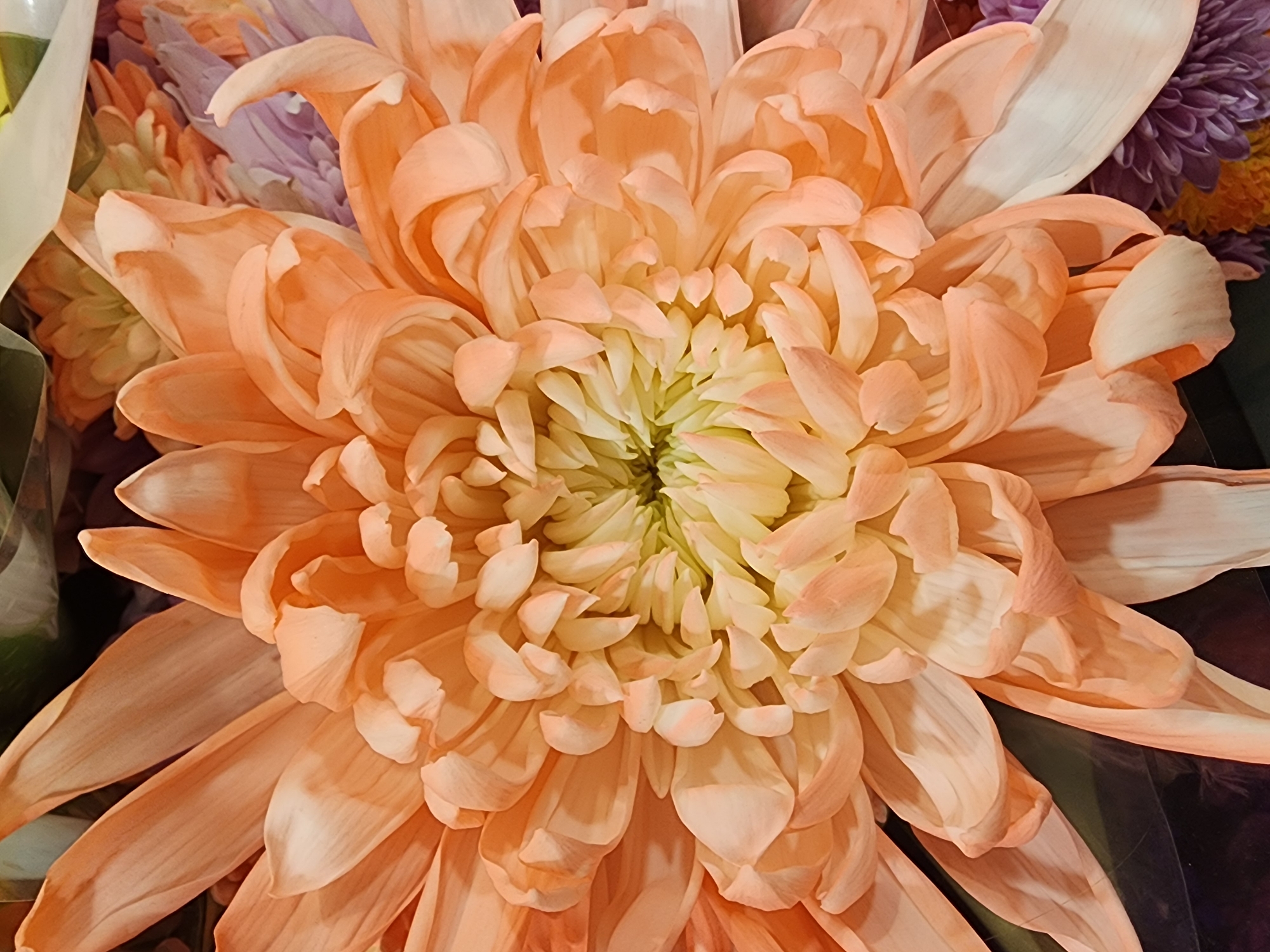 A close-up, eye-level shot displays a vibrant bouquet of flowers, predominantly featuring a large, ruffled peach-colored chrysanthemum at its center. The chrysanthemum's petals radiate outwards, showcasing varying shades of peach and cream, with delicate folds and textures. Interspersed with the peach blooms are hints of lavender and purple chrysanthemums peeking through, along with some green foliage. The lighting appears soft, highlighting the intricate details of the petals and creating subtle shadows that add depth to the composition. The background is dark and out of focus, directing all attention to the floral arrangement. There is no discernible location in Camp Hill, United States of America, or any people or actions present in this image.