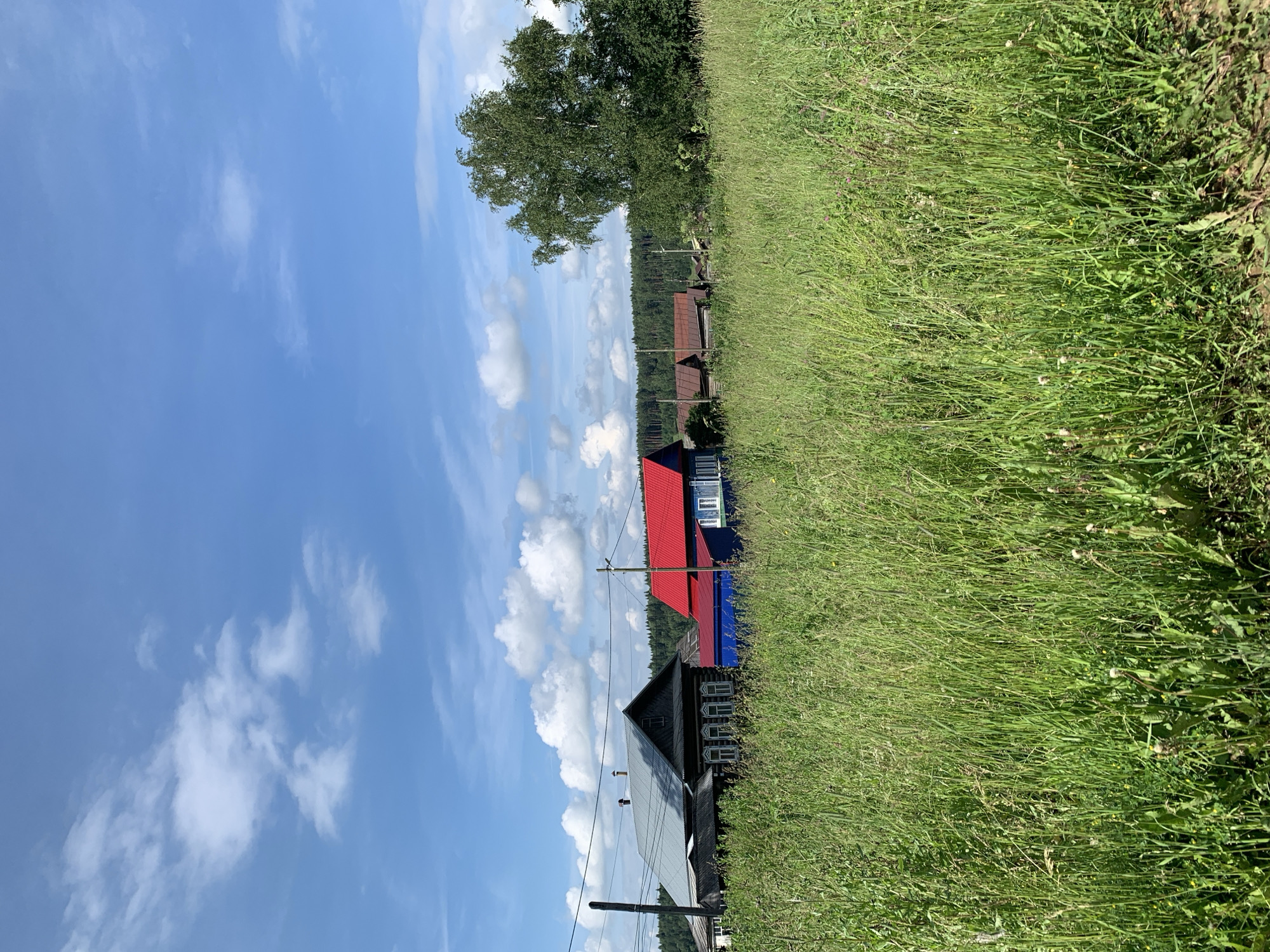 The image depicts a rural landscape in Barsai, Russia. In the foreground, a dense field of tall green grass stretches across the frame, with some scattered wildflowers visible. Behind the field, a cluster of traditional wooden houses with red and blue roofs stand in a row. A large, leafy green tree is situated to the right of the houses, and a line of trees forms a backdrop against the horizon. The sky above is a bright blue, dotted with white, fluffy clouds. Electrical poles and wires are also present, indicating the presence of infrastructure. The scene appears to be set on a sunny day.