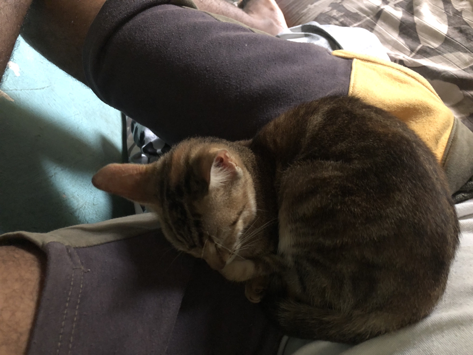 A domestic cat is curled up asleep on the lap of a person wearing dark grey sweatpants. The cat is a tabby with brown and black stripes. The person's leg is covered by the cat's body, and the person's hand is partially visible near the cat's head. The background is a wall painted light blue and a piece of striped fabric, possibly a bedsheet. The scene appears to be indoors, possibly a bedroom. This image was taken in Lagos, Nigeria.
