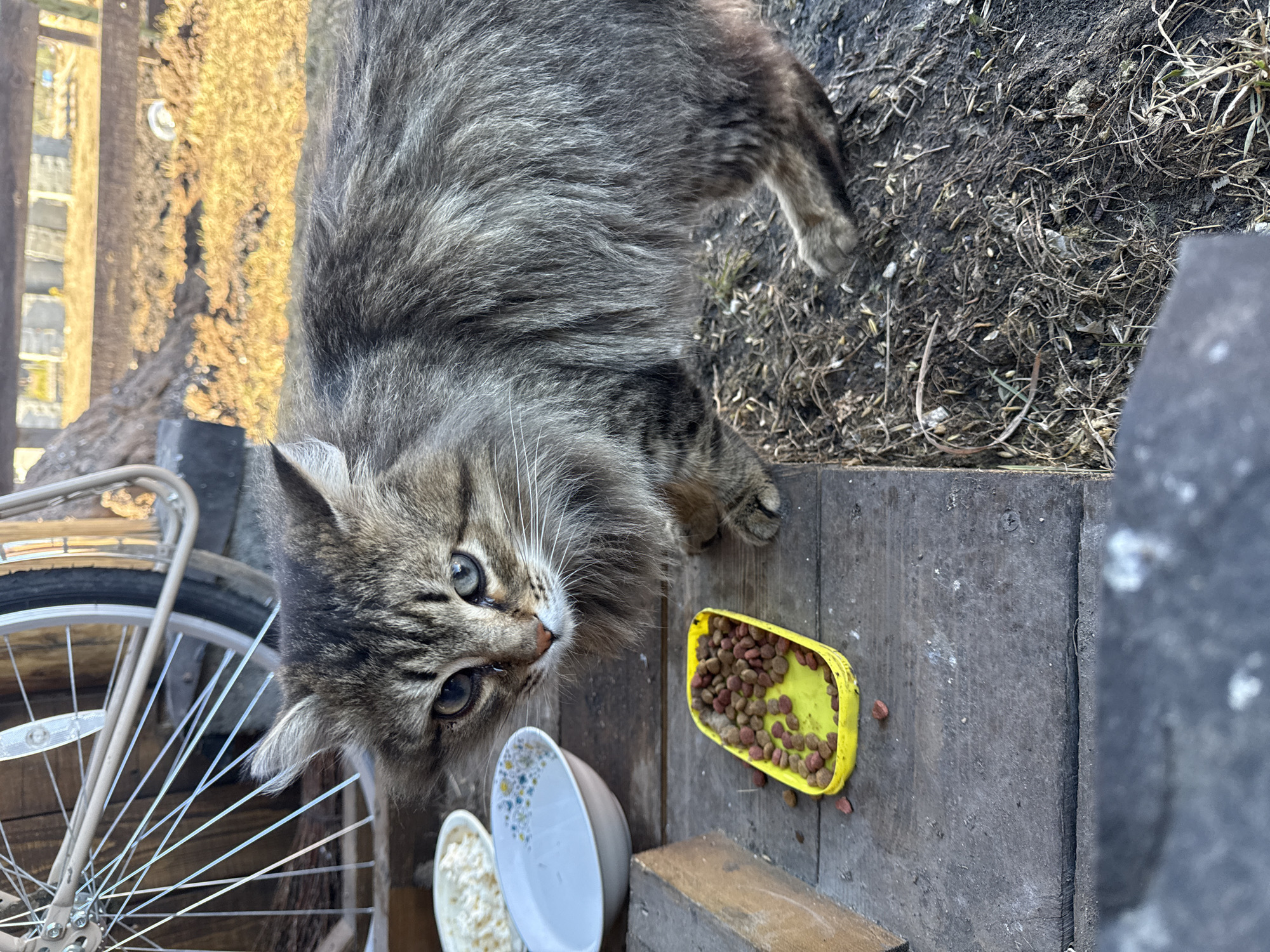 A long-haired tabby cat with gray and brown fur is standing on a wooden surface, likely a porch or deck. The cat is looking directly at the camera with its pale green eyes. A yellow plastic tray containing brown dry cat food is on the wooden surface near the cat. There are also two white bowls, one with a blue floral pattern, and another containing white cat food, near the cat. To the left of the cat is a bicycle wheel with a metal frame. The background shows a blurry view of vegetation and possibly a fence. The location is Tyulyuk, Russia.
