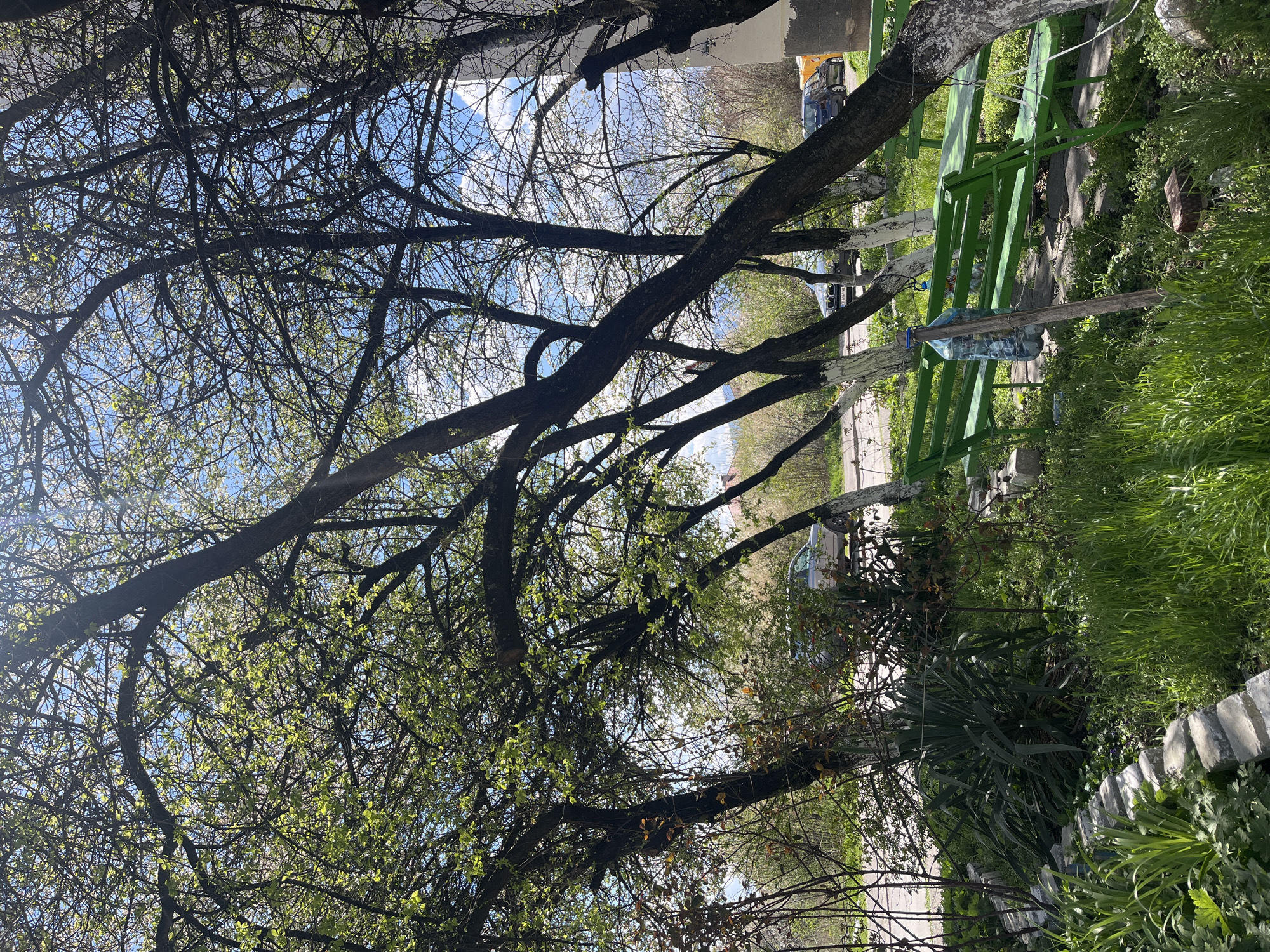 The image shows a view in Sofia, Bulgaria, with a tree dominating the foreground. The tree is mostly bare, with some emerging leaves visible against a blue and cloudy sky. To the right, there is a green wooden structure, possibly a fence or a garden support, overgrown with plants and grass. In the background, cars and buildings are visible, suggesting a residential or urban area. The scene is likely captured during spring, as indicated by the budding leaves and the green vegetation.