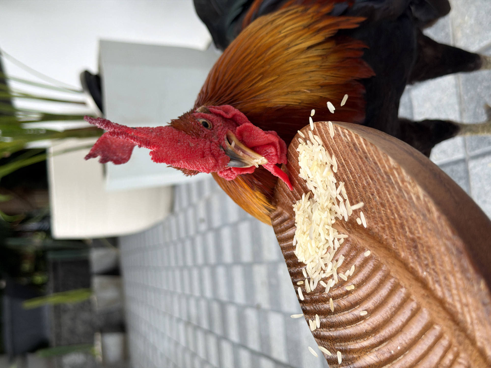 A close-up, eye-level shot shows a rooster in Ko Samui District, Thailand, being fed rice from a wooden, leaf-shaped dish. The rooster's head is turned towards the dish, with its beak open, picking up grains of rice. Its vibrant red comb and wattles contrast with its iridescent orange and brown feathers. The dish, made of wood with carved veins, is held in the foreground, and a pile of white rice is visible on its surface. In the background, a paved patio with a repeating square pattern is visible, along with blurred white planters and greenery, suggesting an outdoor setting. The overall scene depicts an intimate moment of feeding an animal in a garden or courtyard.