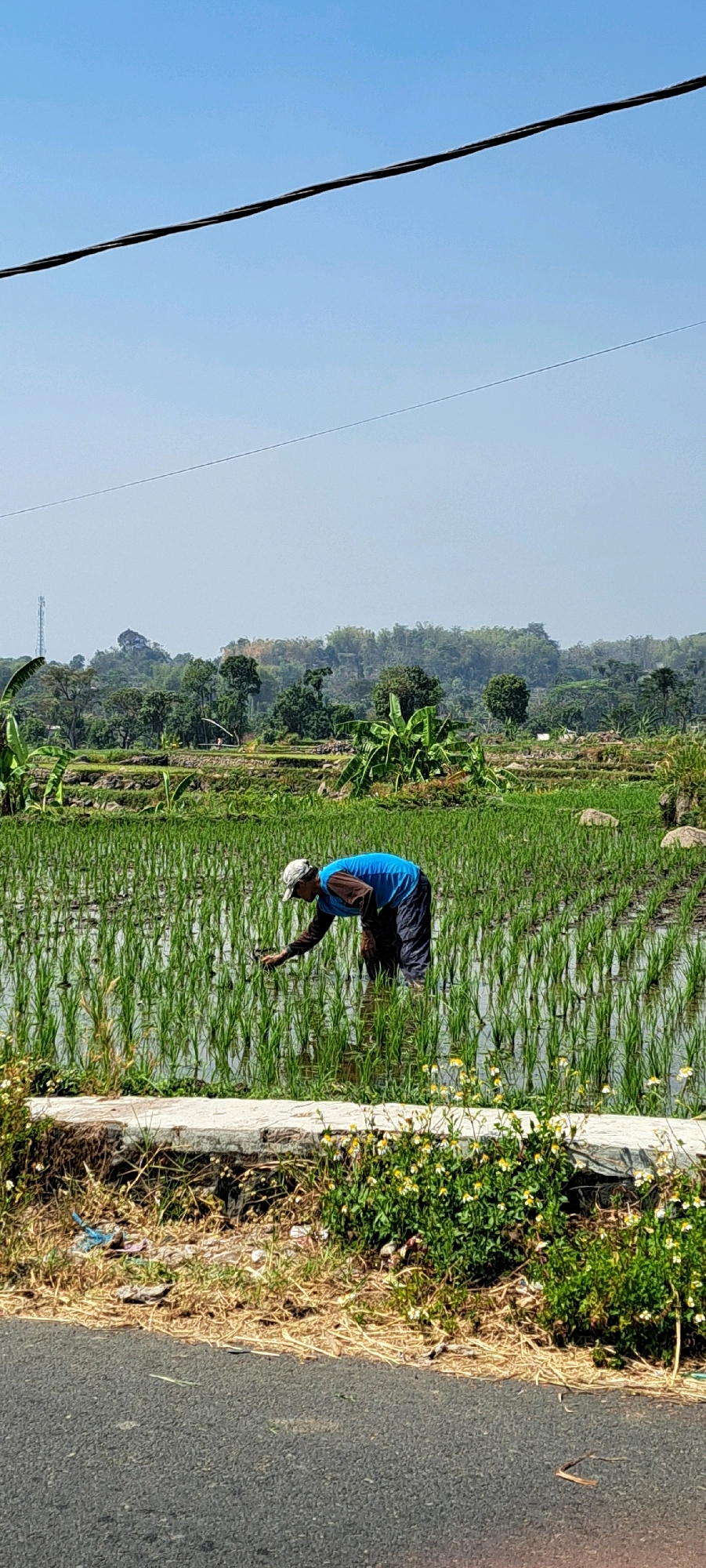 A person is tending to a rice paddy in Watuagung, Indonesia. The person, dressed in a blue shirt and dark pants, is bent over, working with their hands in the flooded field. The rice paddy is filled with young green rice plants. In the background, a lush, green landscape with trees and hills stretches towards a clear blue sky. A power line runs across the top of the image. The foreground shows a dry, grassy embankment next to a paved road.