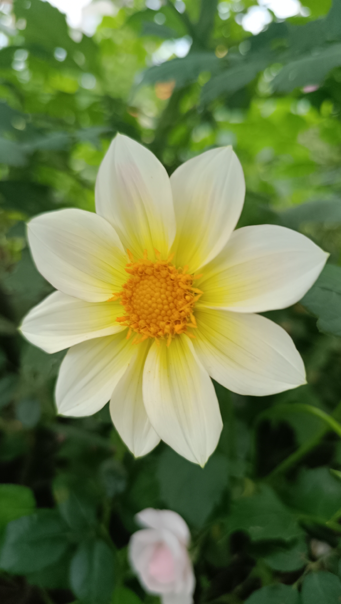 A single white dahlia with a vibrant orange center is in full bloom, set against a backdrop of lush green foliage. The flower's petals are delicate and slightly translucent, with a soft yellow hue radiating from the center. In the lower part of the frame, a blurred image of a light pink rose bud is visible, adding a touch of softness and depth to the scene. The overall impression is one of natural beauty and tranquility. There is no visible indication of the city of Karsha, Russia, or any other specific geographic location.