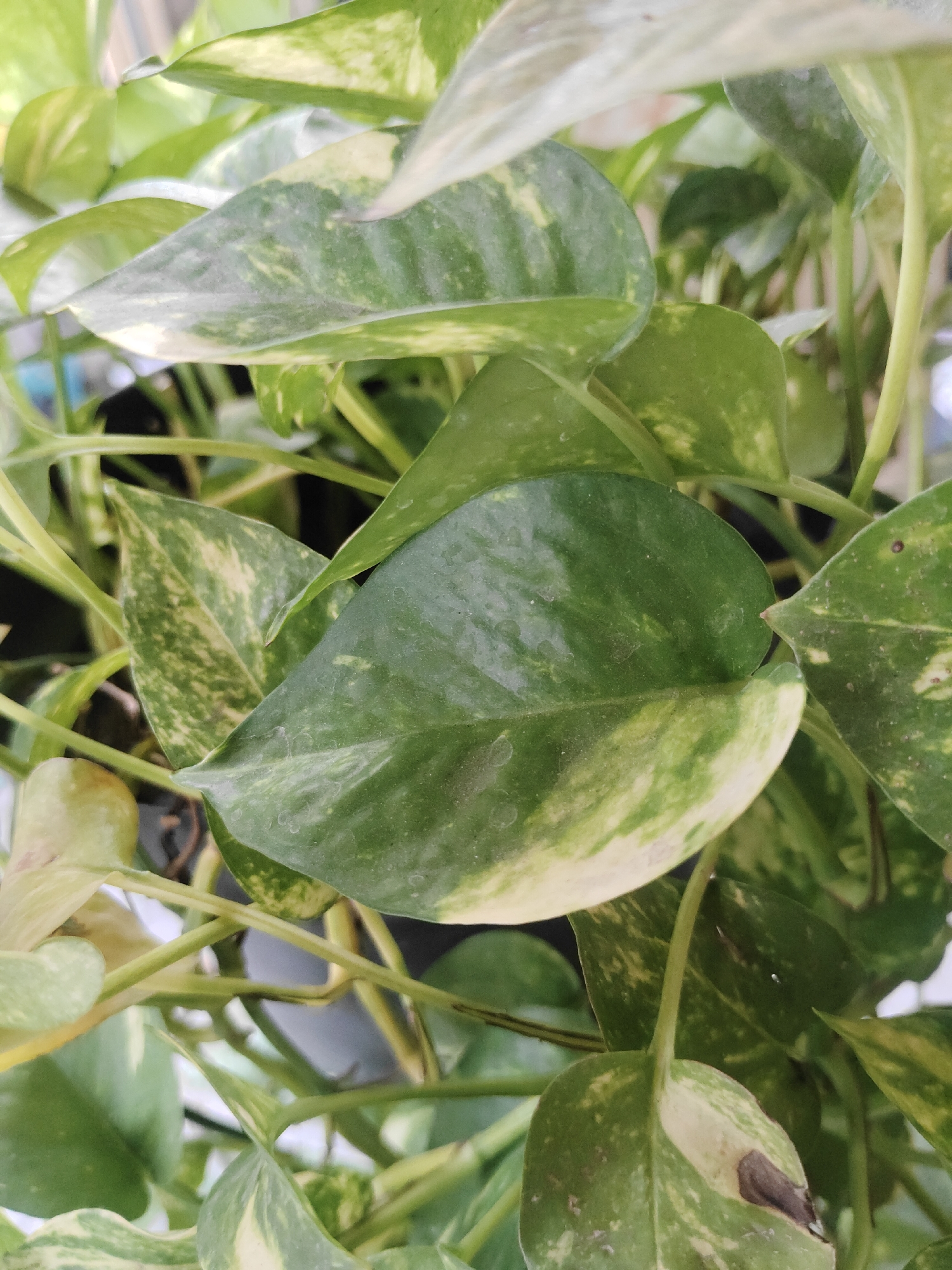 The image is a close-up shot of several large, variegated green and yellow leaves of a Pothos plant. The leaves are glossy and appear healthy, with some subtle dust or water marks on their surfaces. The plant is densely packed, with multiple vines and leaves overlapping each other. The background is out of focus, showing hints of a light-colored wall or surface, and possibly some other plants. The lighting suggests an indoor environment, possibly a home or office. There are no people, animals, or any other living beings visible in the image. The scene is static and focuses solely on the plant's foliage. There is no information in the image to indicate it is located in Surabaya, Indonesia, or any other specific geographical location.