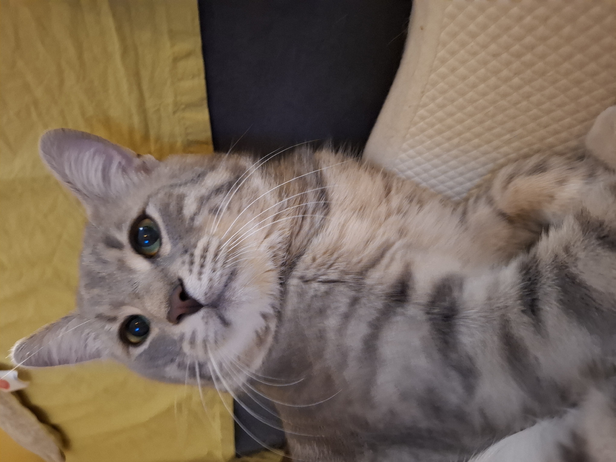 A close-up, eye-level shot shows a silver tabby cat with green eyes looking up and to the left. The cat is positioned in the center of the frame, with its face taking up the majority of the image. The background consists of a yellow fabric on the left and a dark surface on the right, with a quilted white surface beneath the cat. The lighting is soft, highlighting the cat's fur and whiskers. The scene appears to be indoors, possibly in a residential setting. There is no identifiable location in the city of Zemun Urban Municipality, Serbia.
