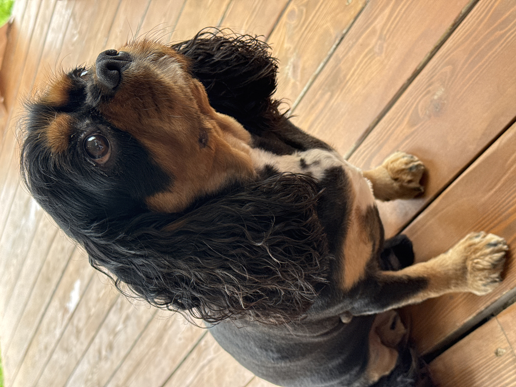 A cavalier King Charles spaniel dog is sitting on a wooden deck in Andriankovo, Russia. The dog has black and tan fur and is looking up and to the right. The deck is made of wooden planks and appears to be outdoors. The lighting suggests it is daytime.