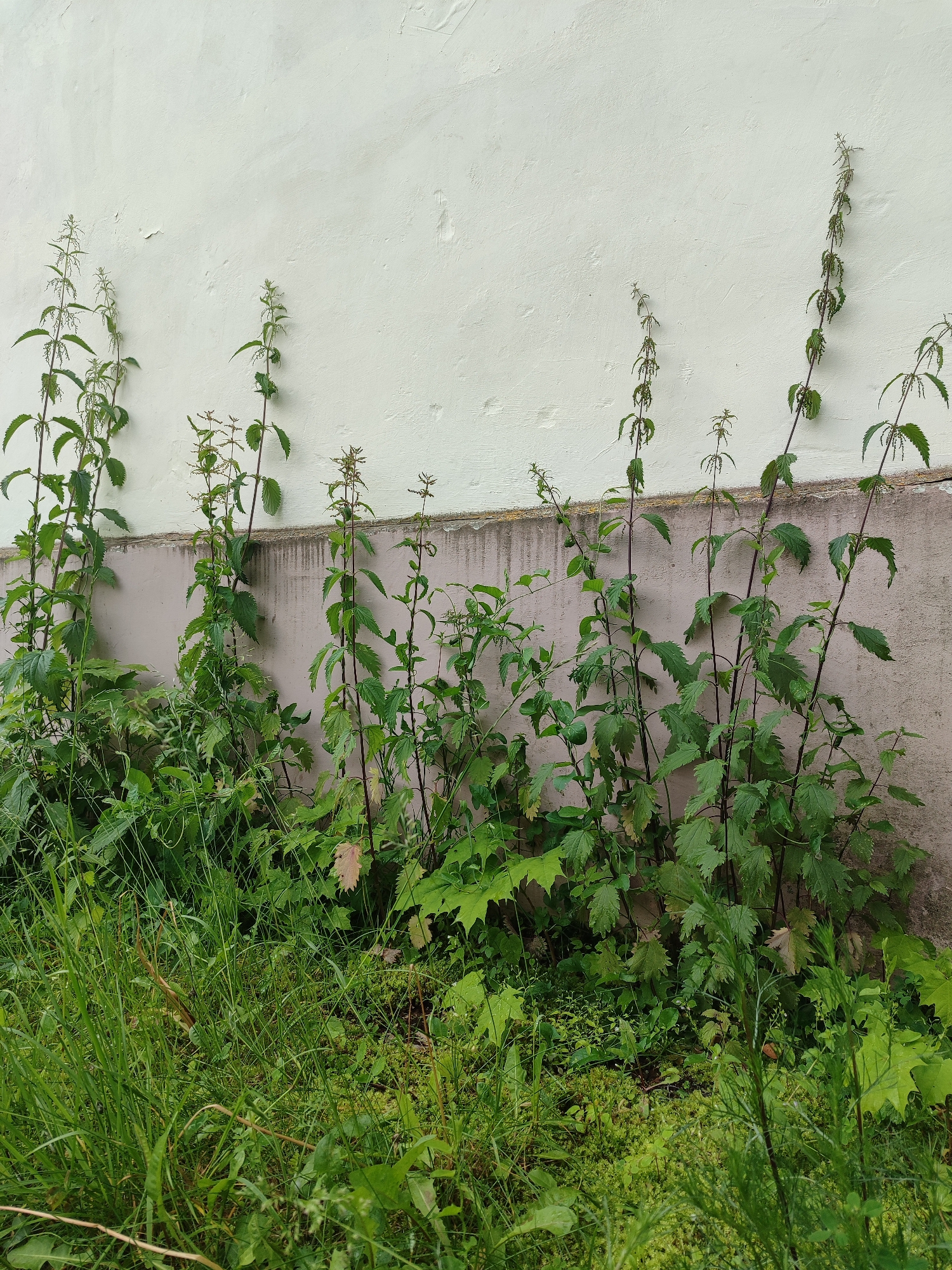 The image shows a thicket of tall, green plants, likely nettles, growing against a textured, off-white wall in an urban setting. The plants vary in height, with some reaching upwards towards the wall. The lower portion of the wall has a darker, possibly dirtier, band running horizontally. In the foreground, there is dense, lush green grass and smaller plants. The scene appears to be outdoors, possibly in a neglected or wild area of a city. There are no people or animals visible. The lighting suggests it is daytime, with diffuse light that does not cast strong shadows. The overall impression is one of unchecked natural growth in an urban environment.